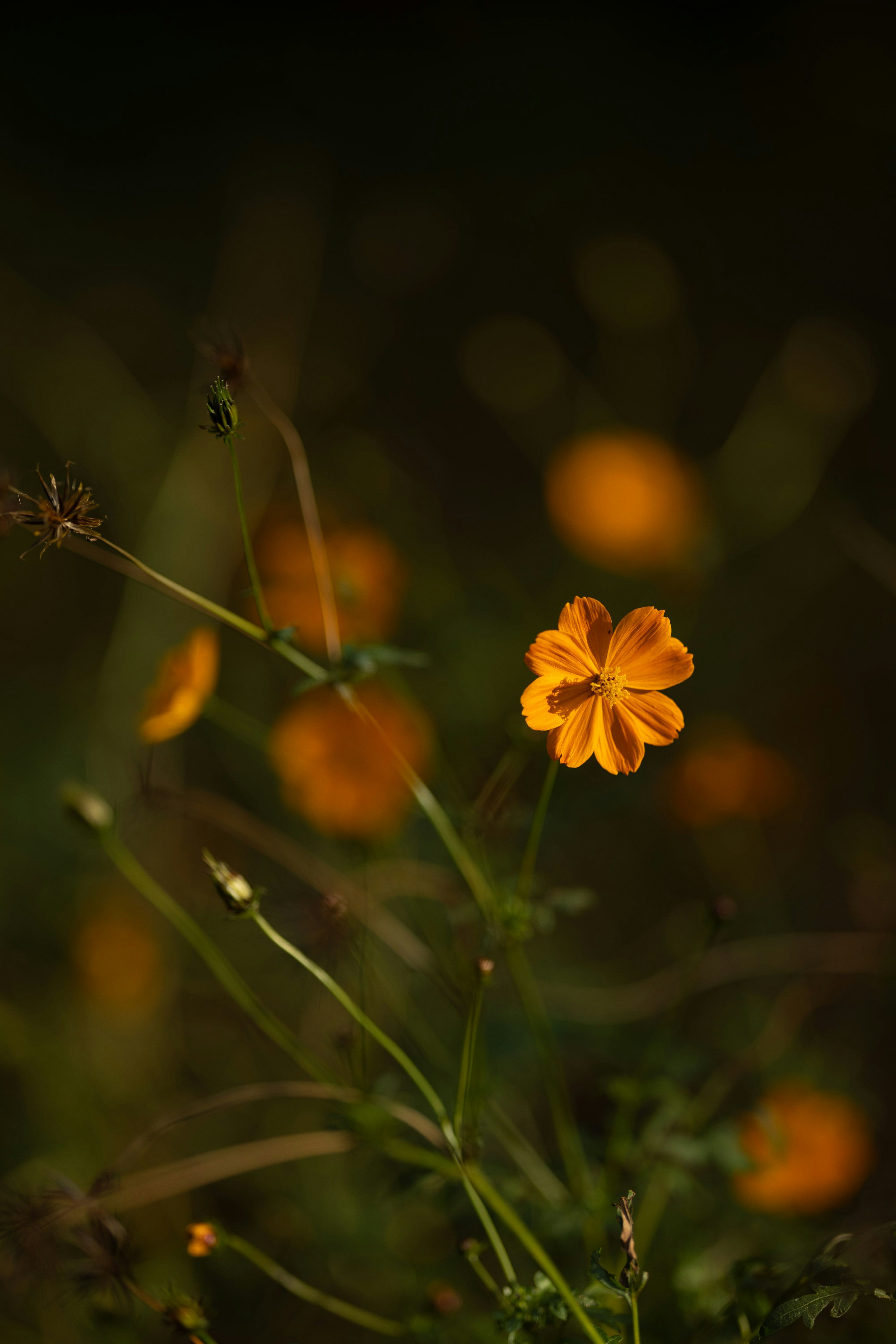 Eine lebendige orangefarbene Blume blüht vor einem dunklen Hintergrund