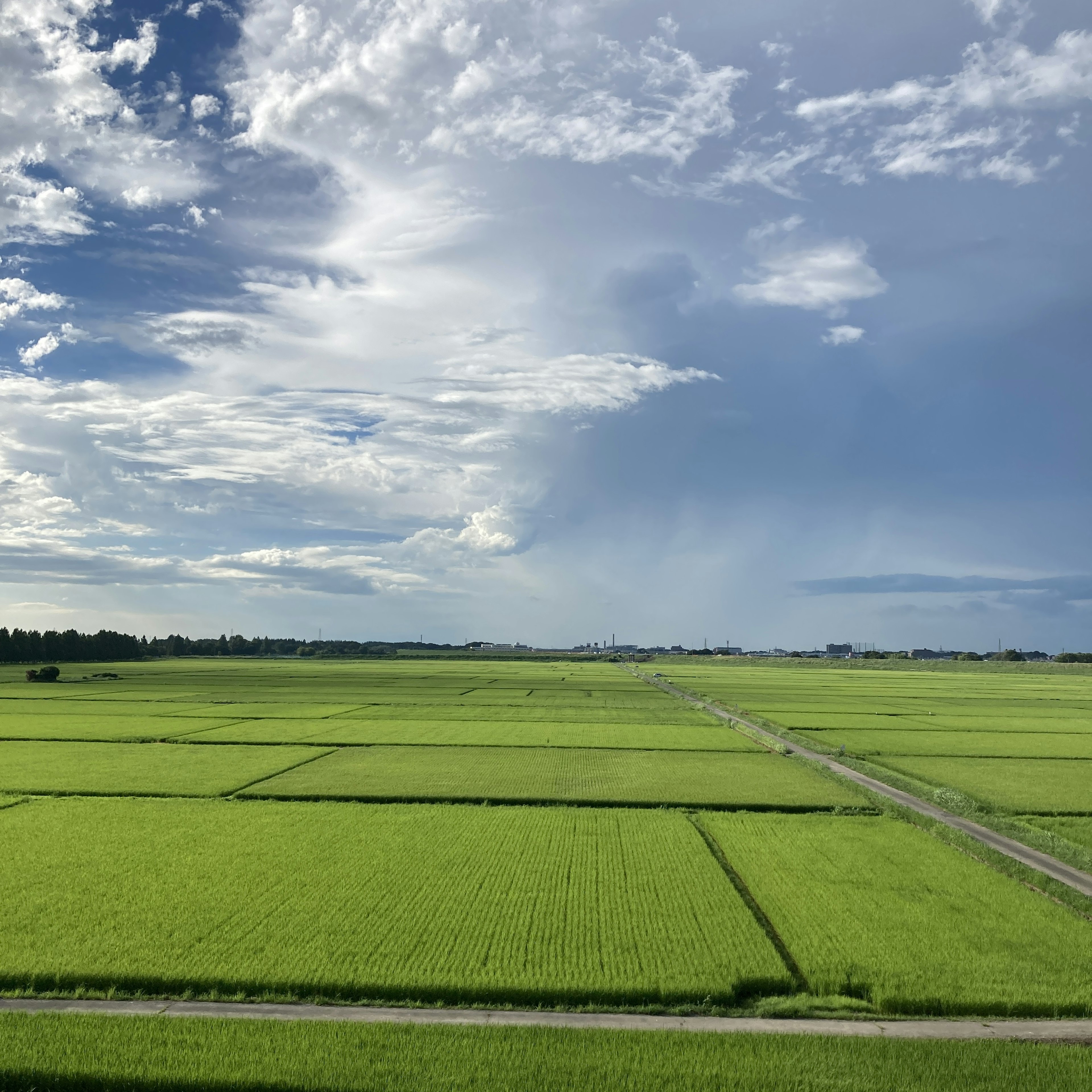 Campos de arroz verdes exuberantes bajo un cielo vasto