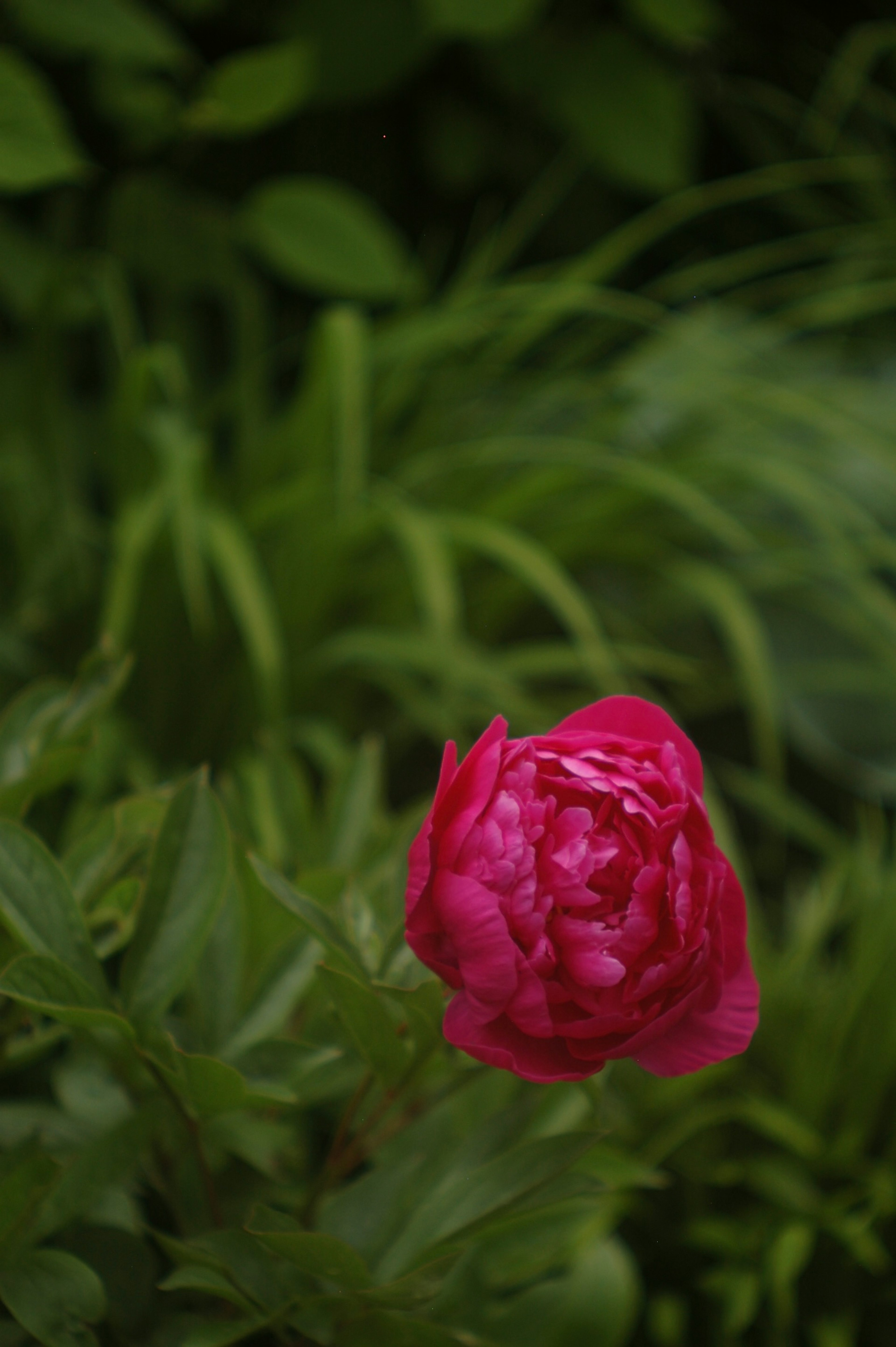 Fleur de pivoine rose vif entourée de feuillage vert