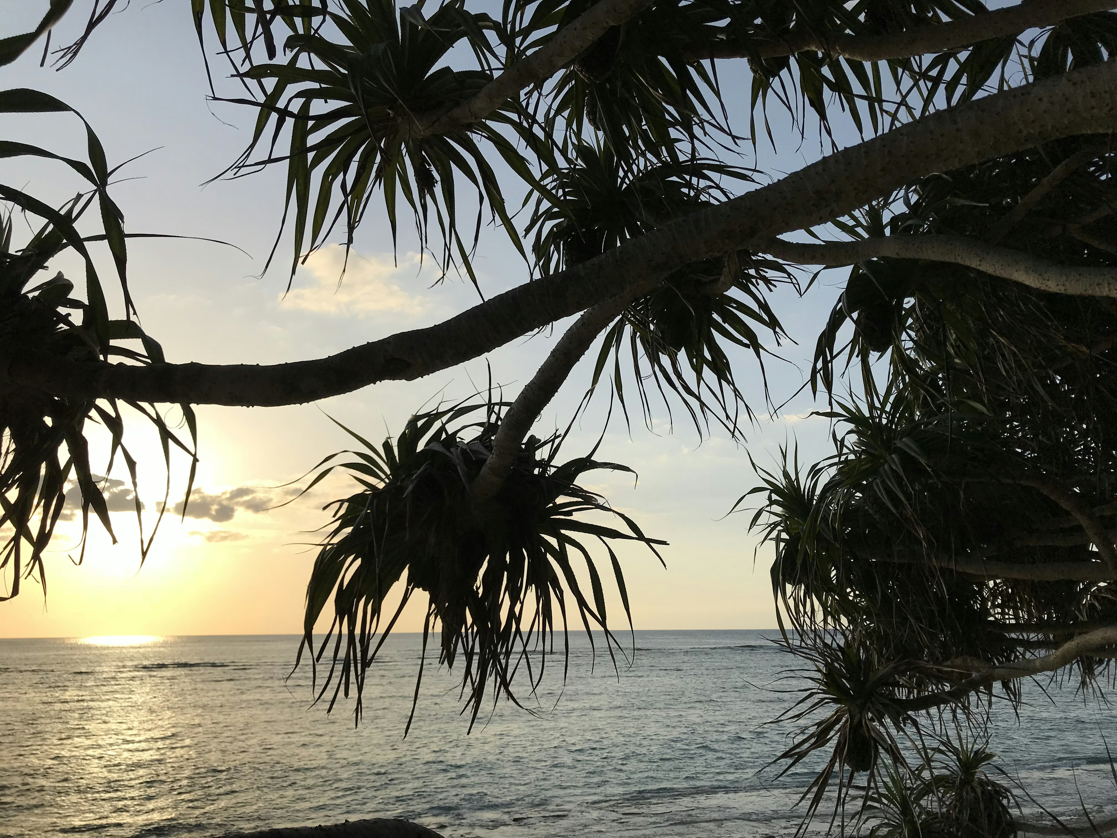 Silhouette of palm tree leaves against a sunset over the ocean