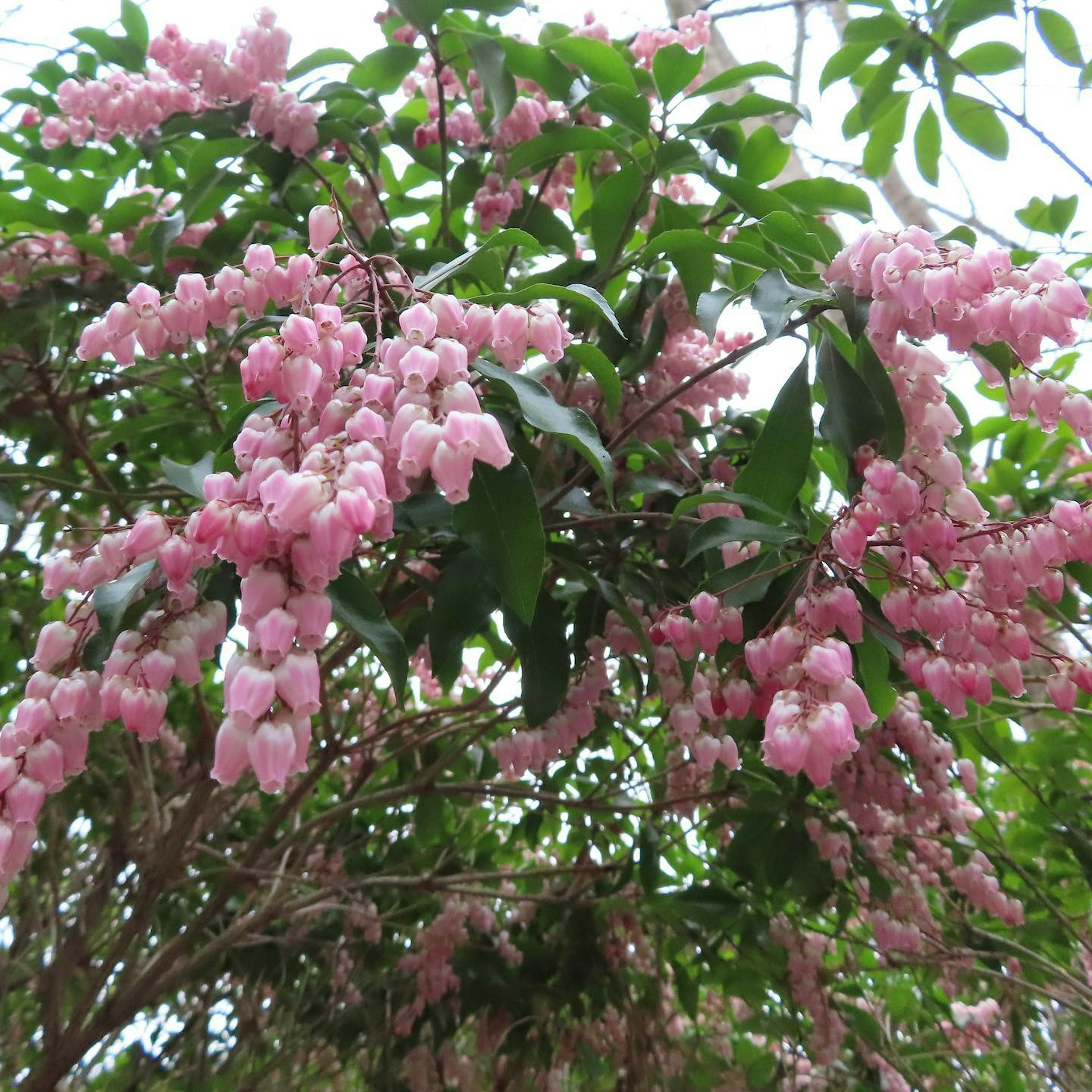 Nahaufnahme eines Zweigs mit rosa Blumen