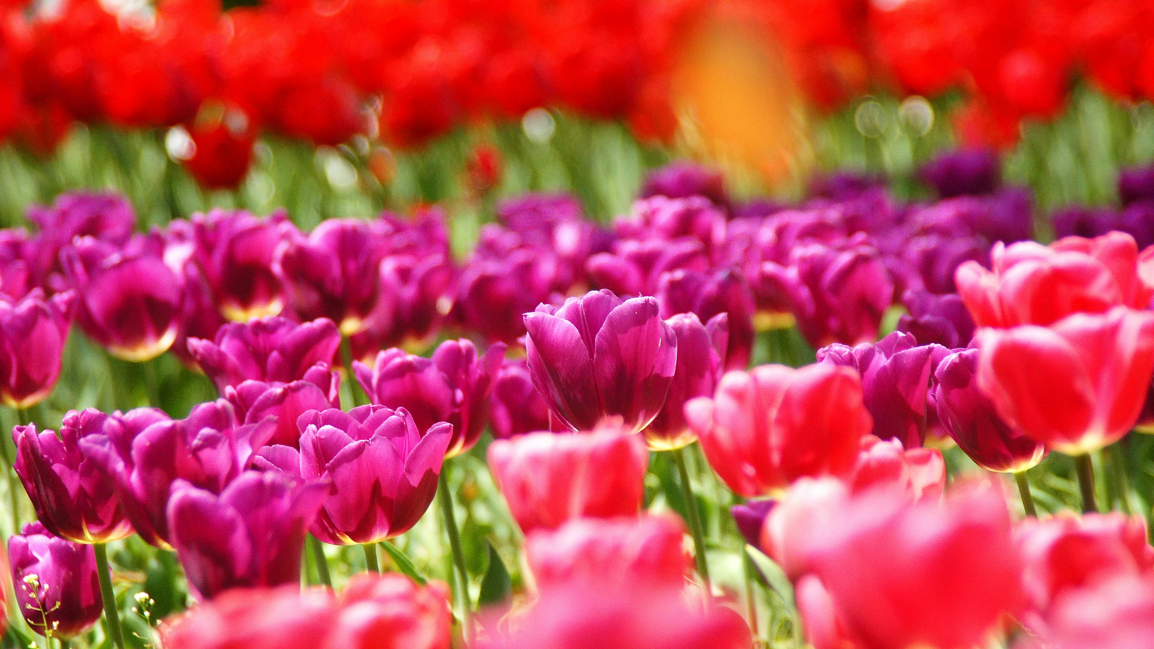 Champ de tulipes coloré avec des tulipes violettes et rouges vives