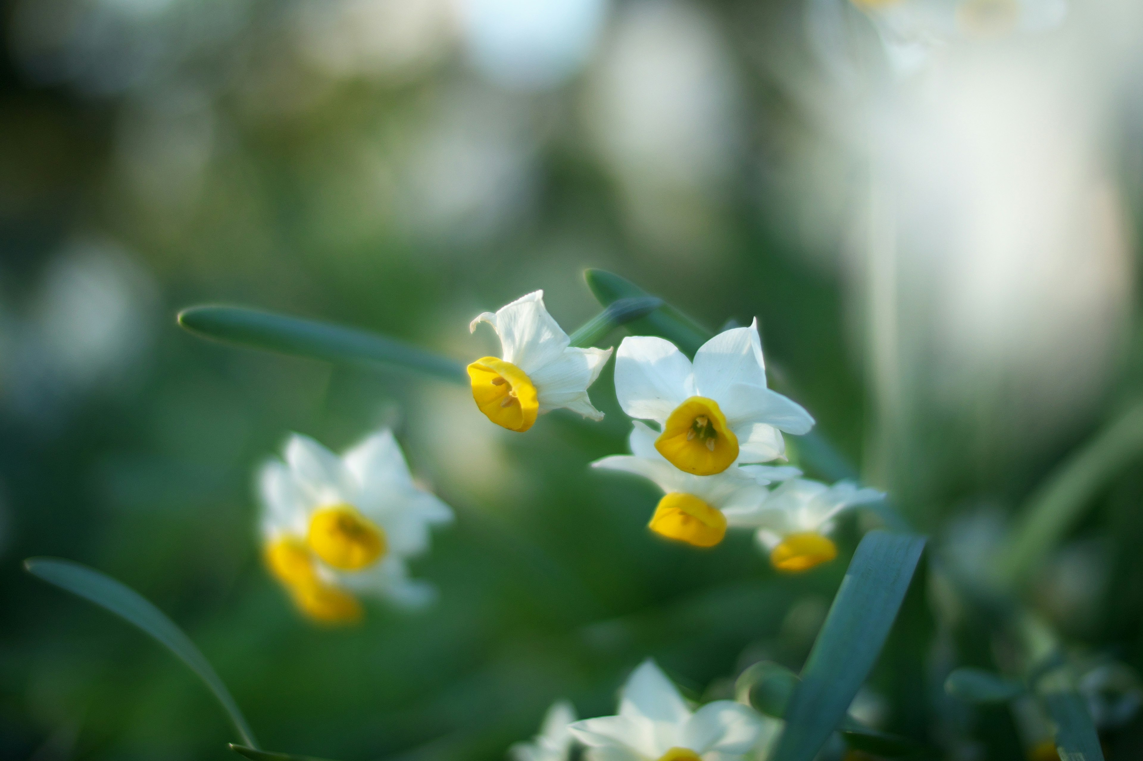 Kleine weiße Blumen mit gelben Zentren blühen vor einem grünen Hintergrund