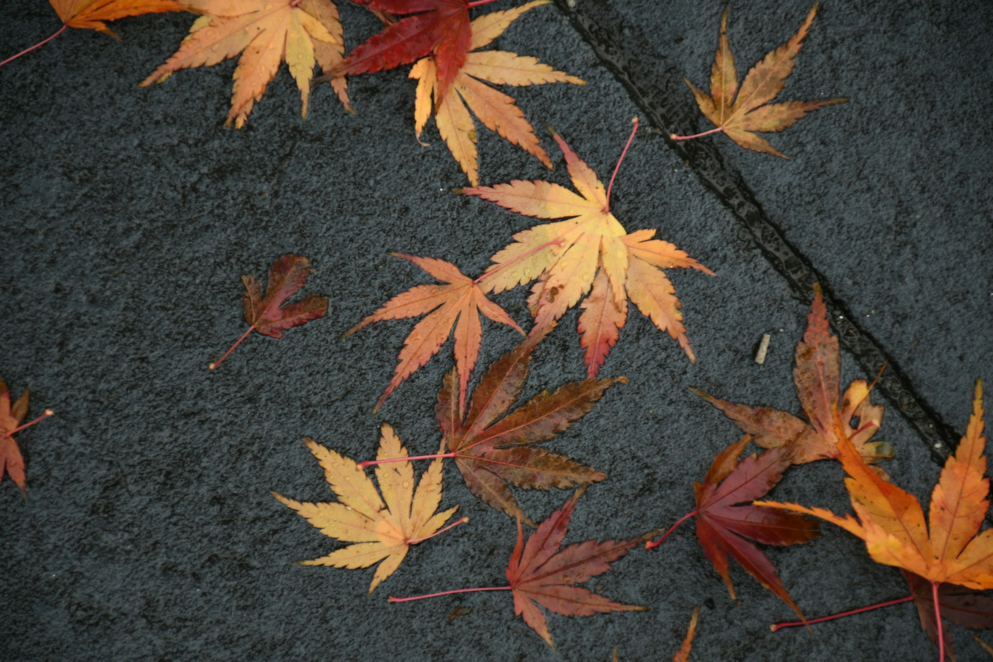 Hojas de otoño coloridas esparcidas sobre una superficie oscura