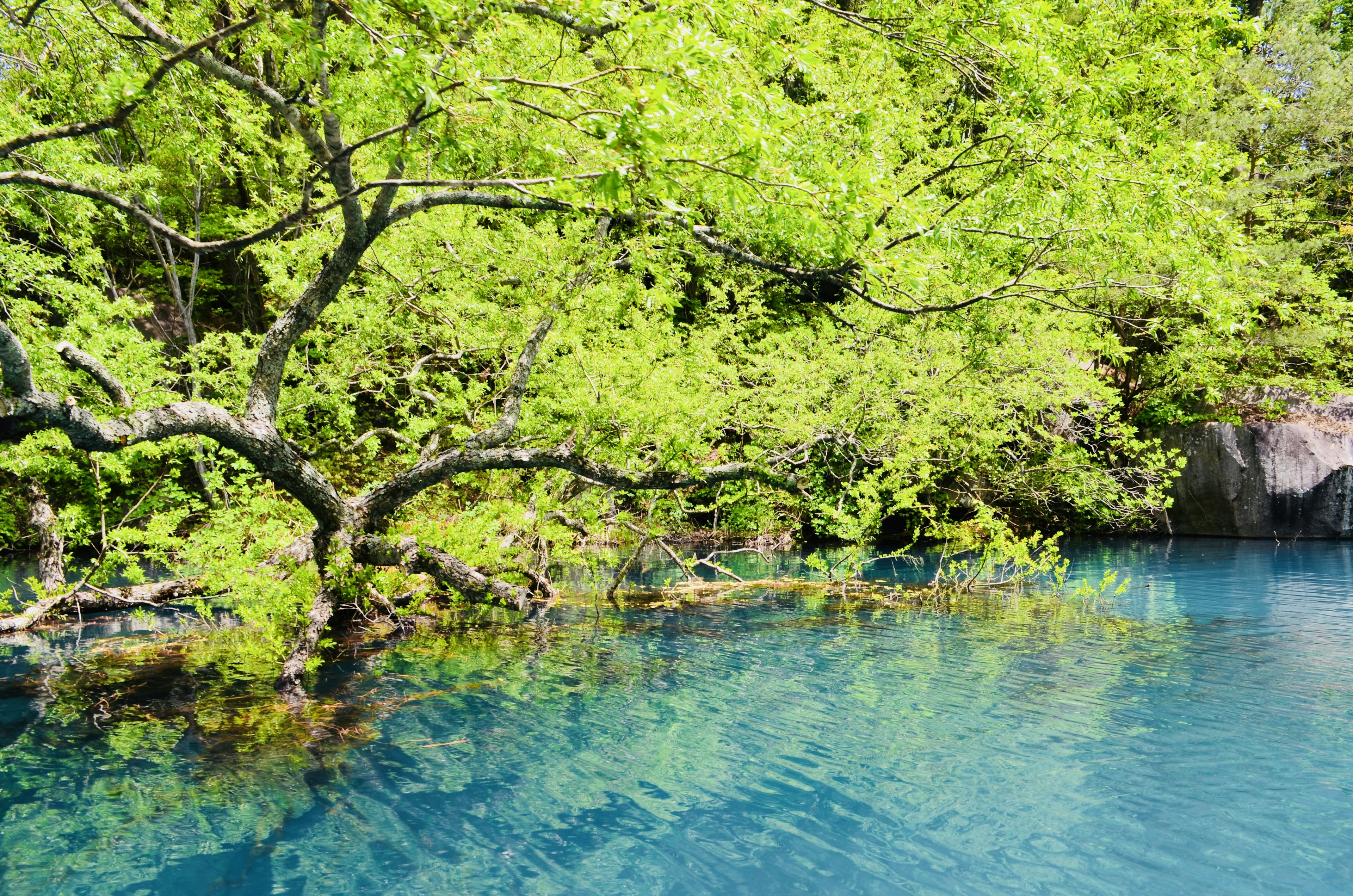 Un paesaggio sereno con alberi verdi vibranti che si riflettono su una superficie d'acqua blu