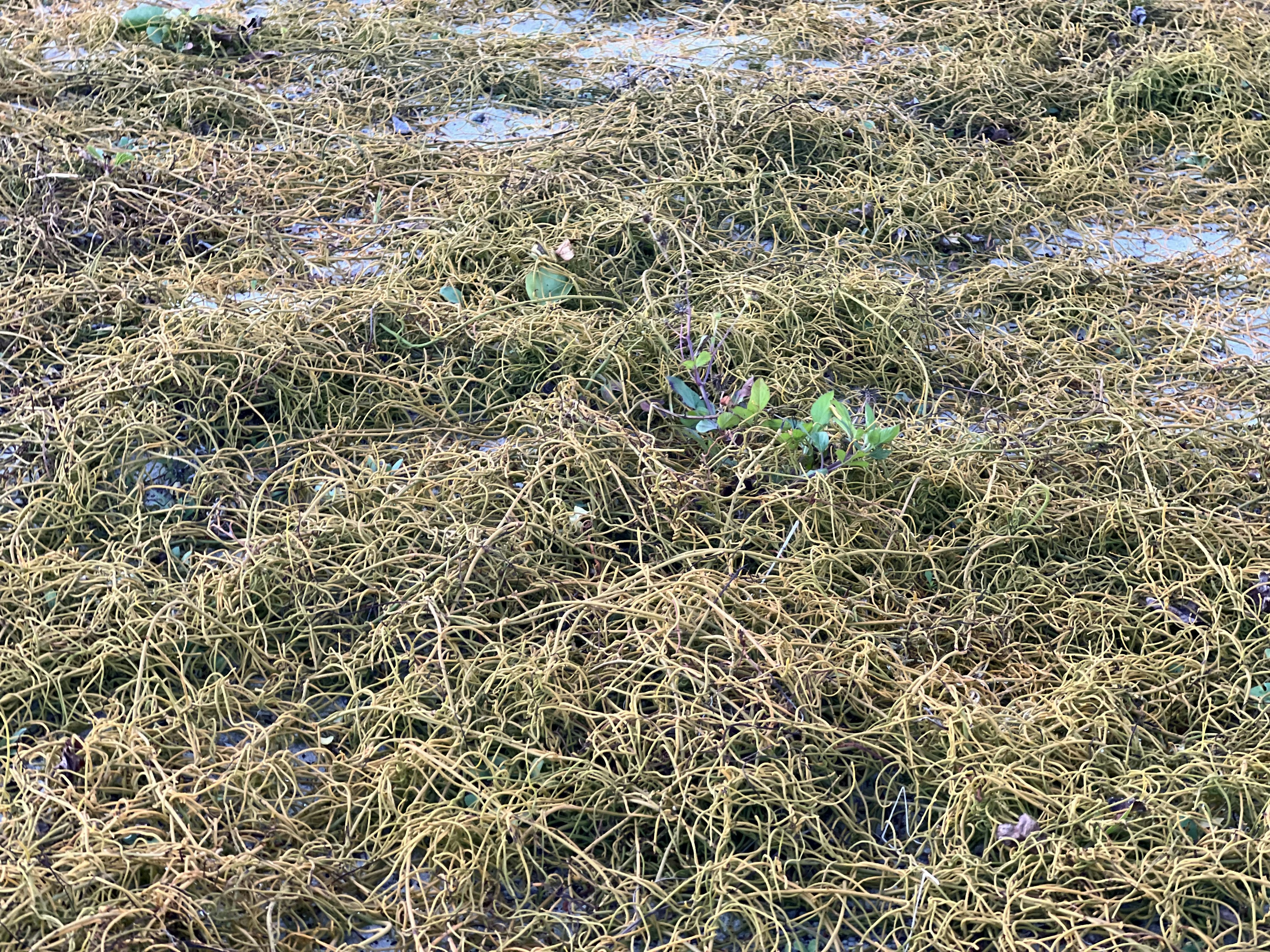 Un paisaje cubierto de hierba amarilla y hojas verdes en el suelo