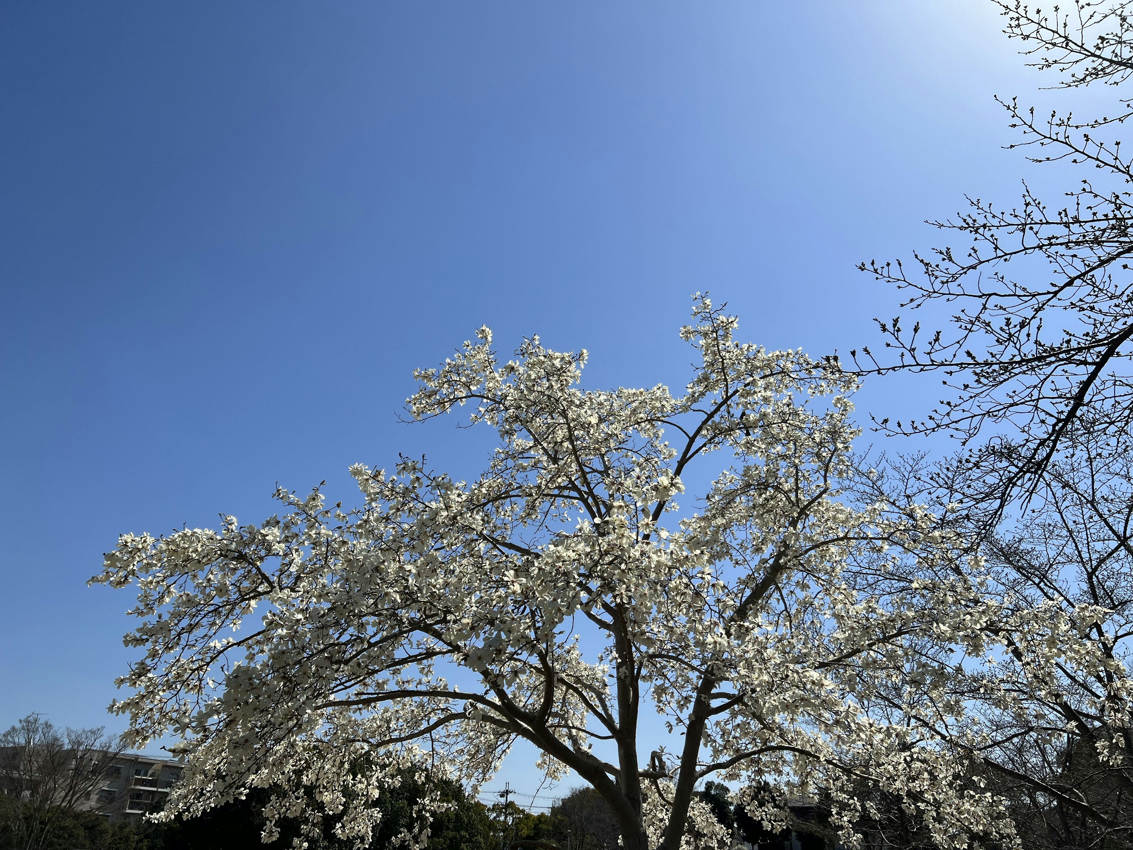 Une belle scène d'un cerisier en fleurs blanches sous un ciel bleu