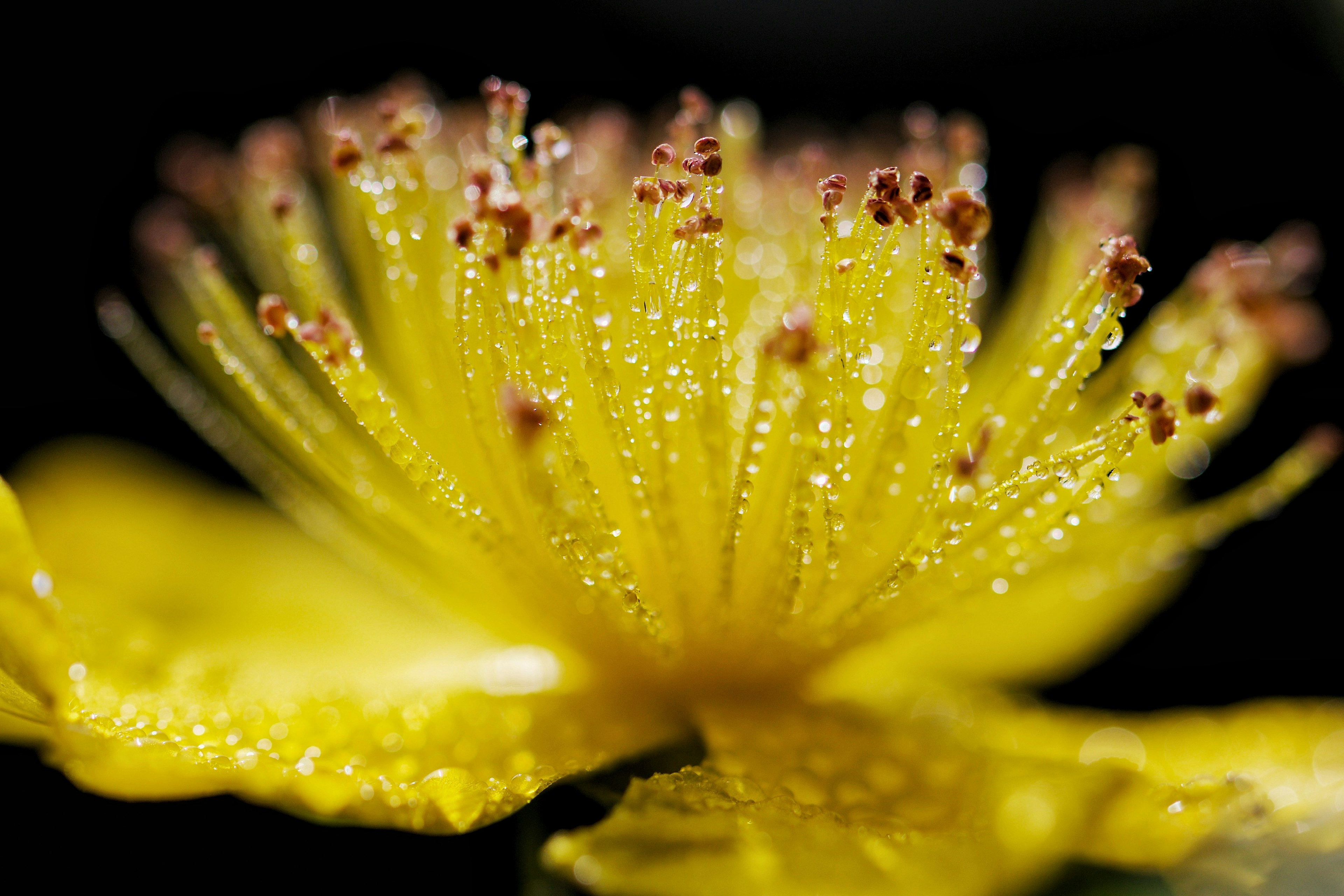 鮮やかな黄色の花のクローズアップ 水滴がついている