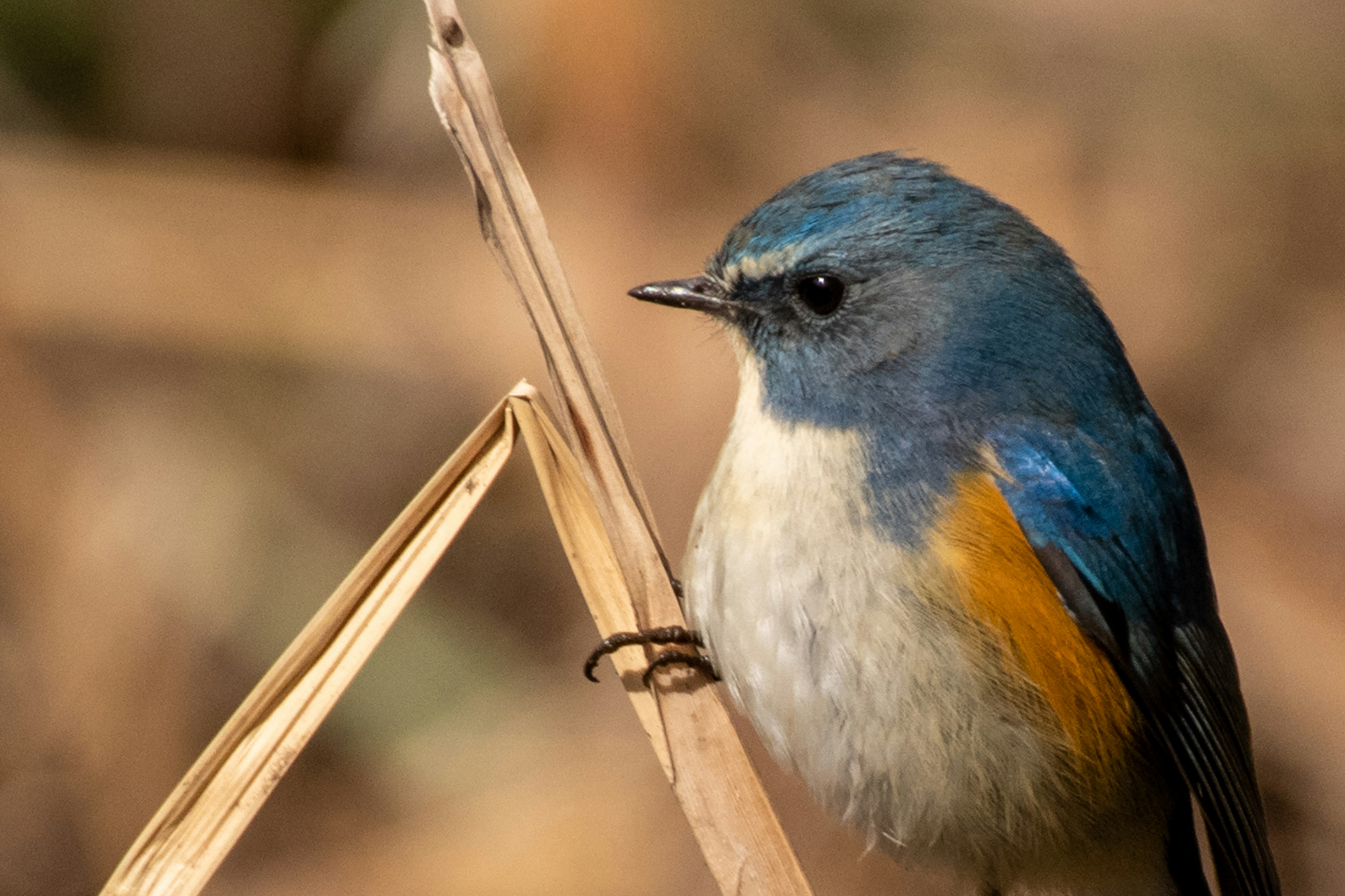 A small bird with a blue head and orange belly perched among dry plants