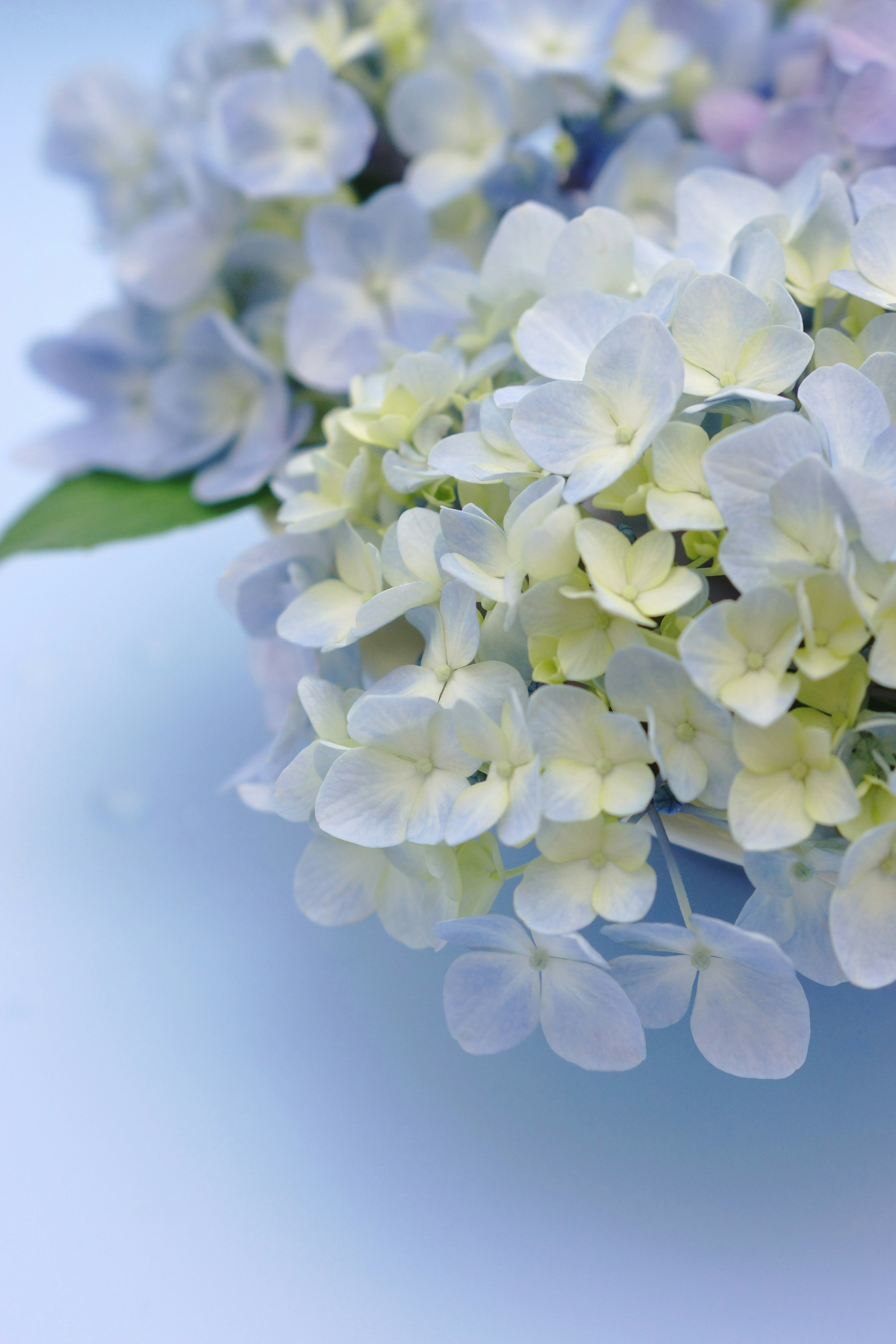 Pale colored hydrangea flowers against a blue background