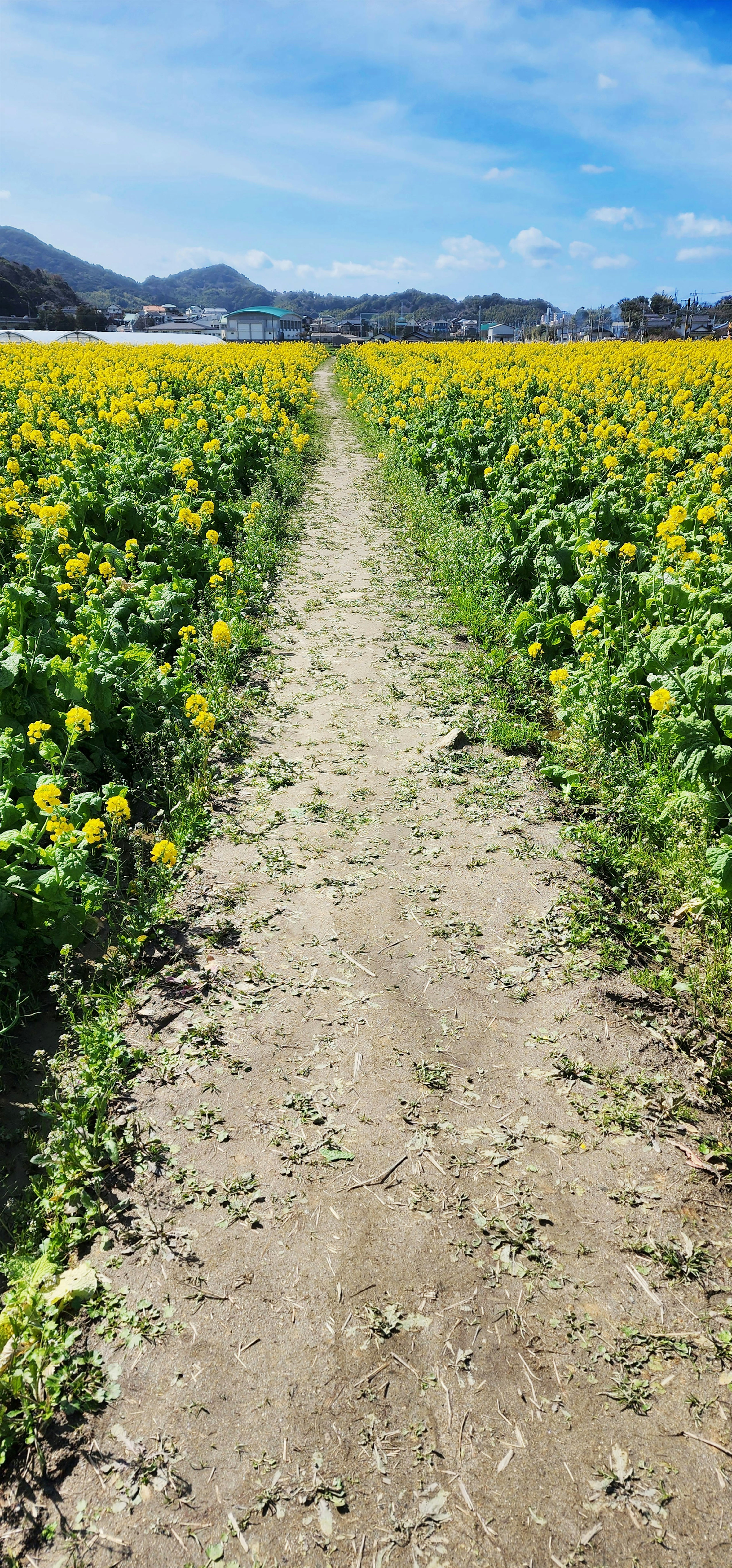 Sendero a través de un campo de flores amarillas bajo un cielo azul