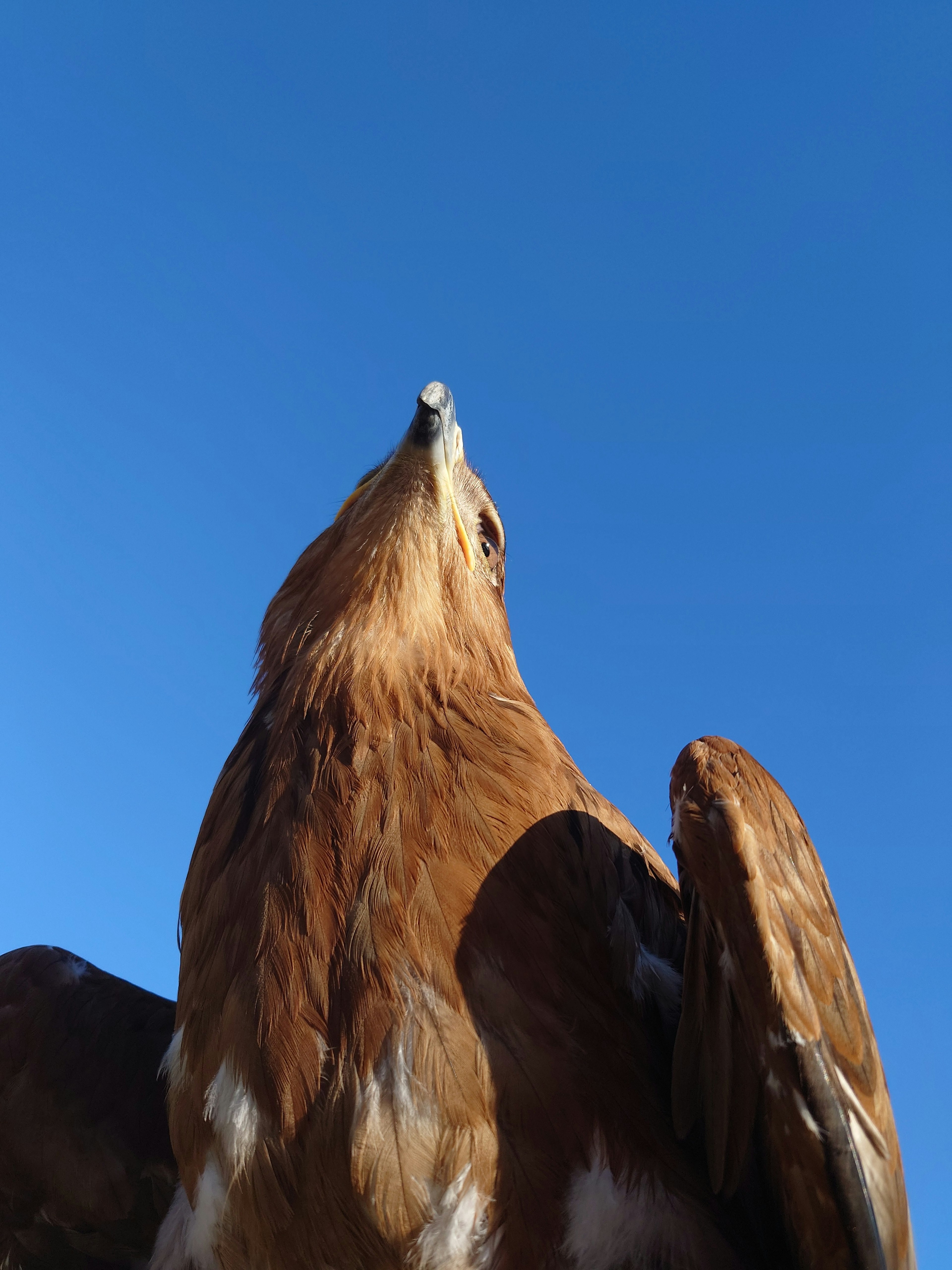 Aquila che guarda in alto contro un cielo blu