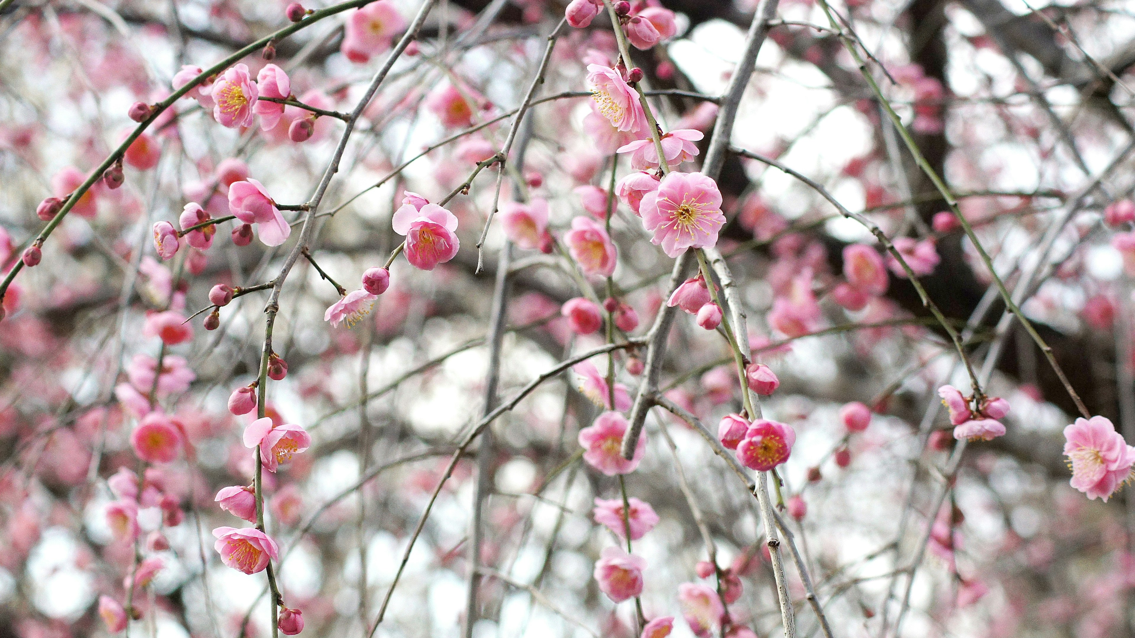 Nahaufnahme von Kirschbaumzweigen mit rosa Blüten