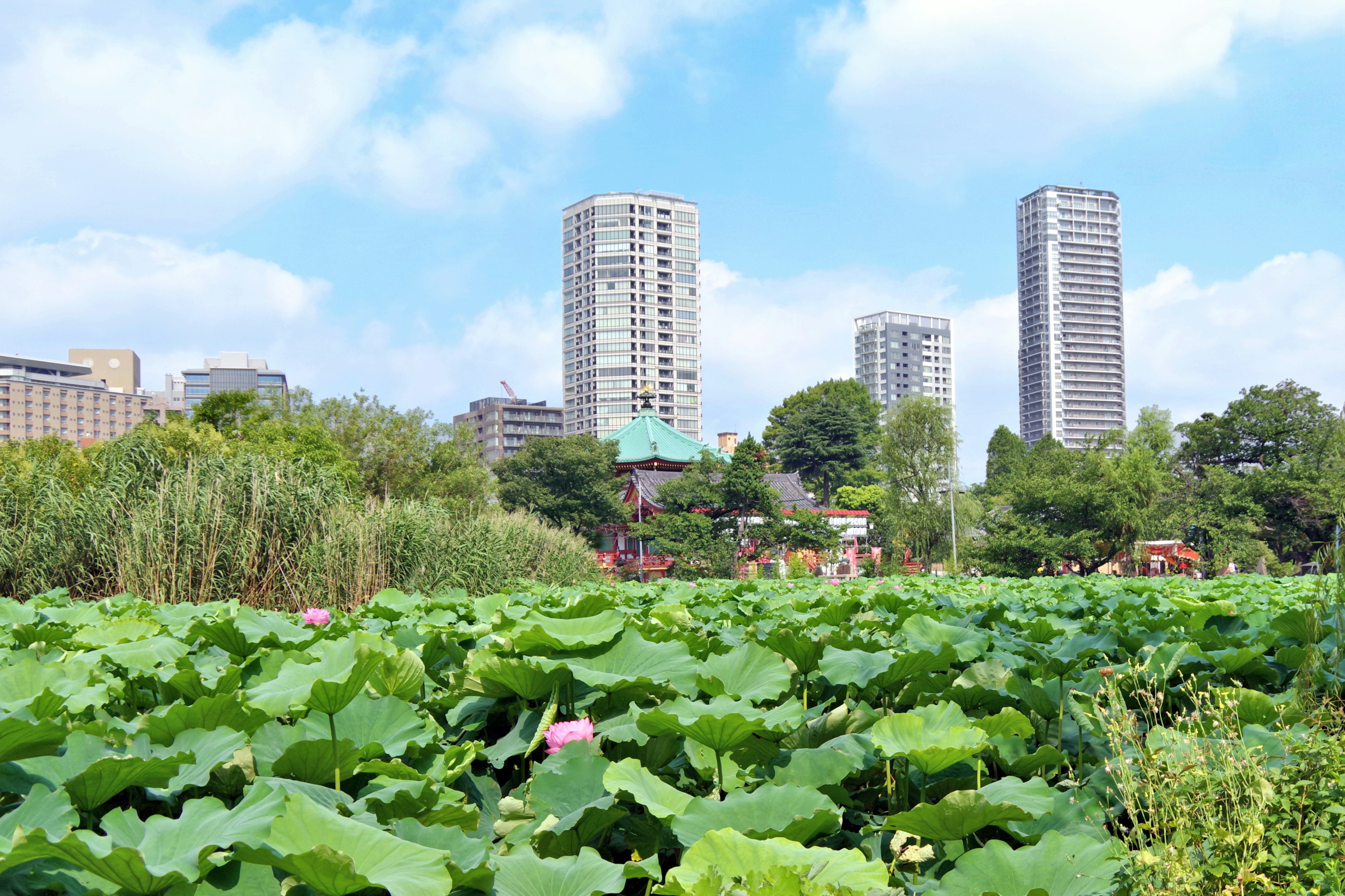 Landscape featuring lotus leaves and flowers with high-rise buildings in the background