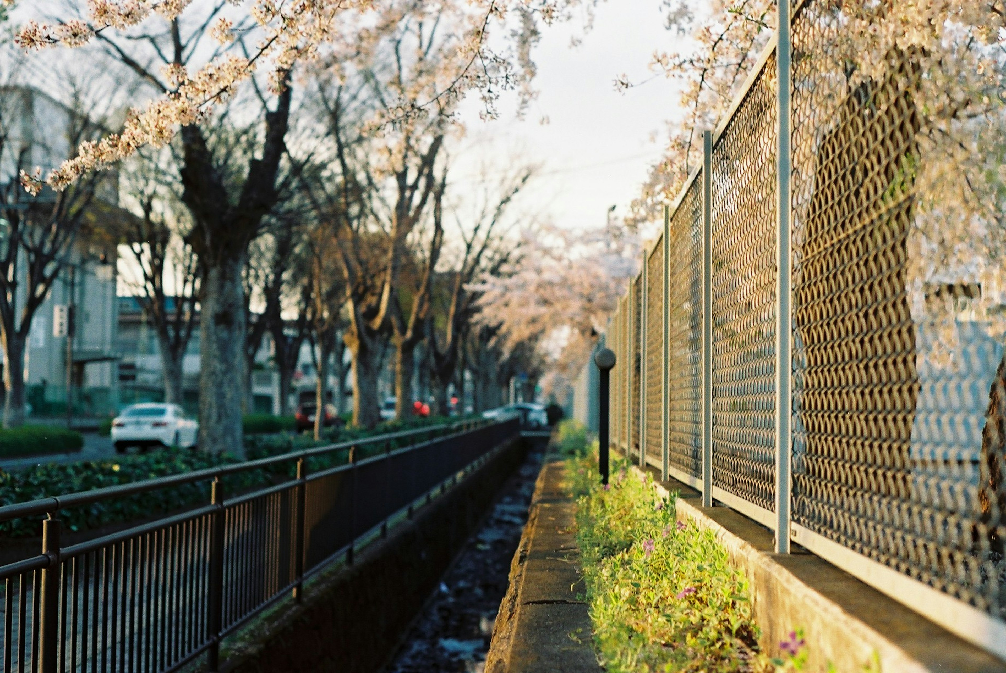 樱花树沿着小径和围栏的风景