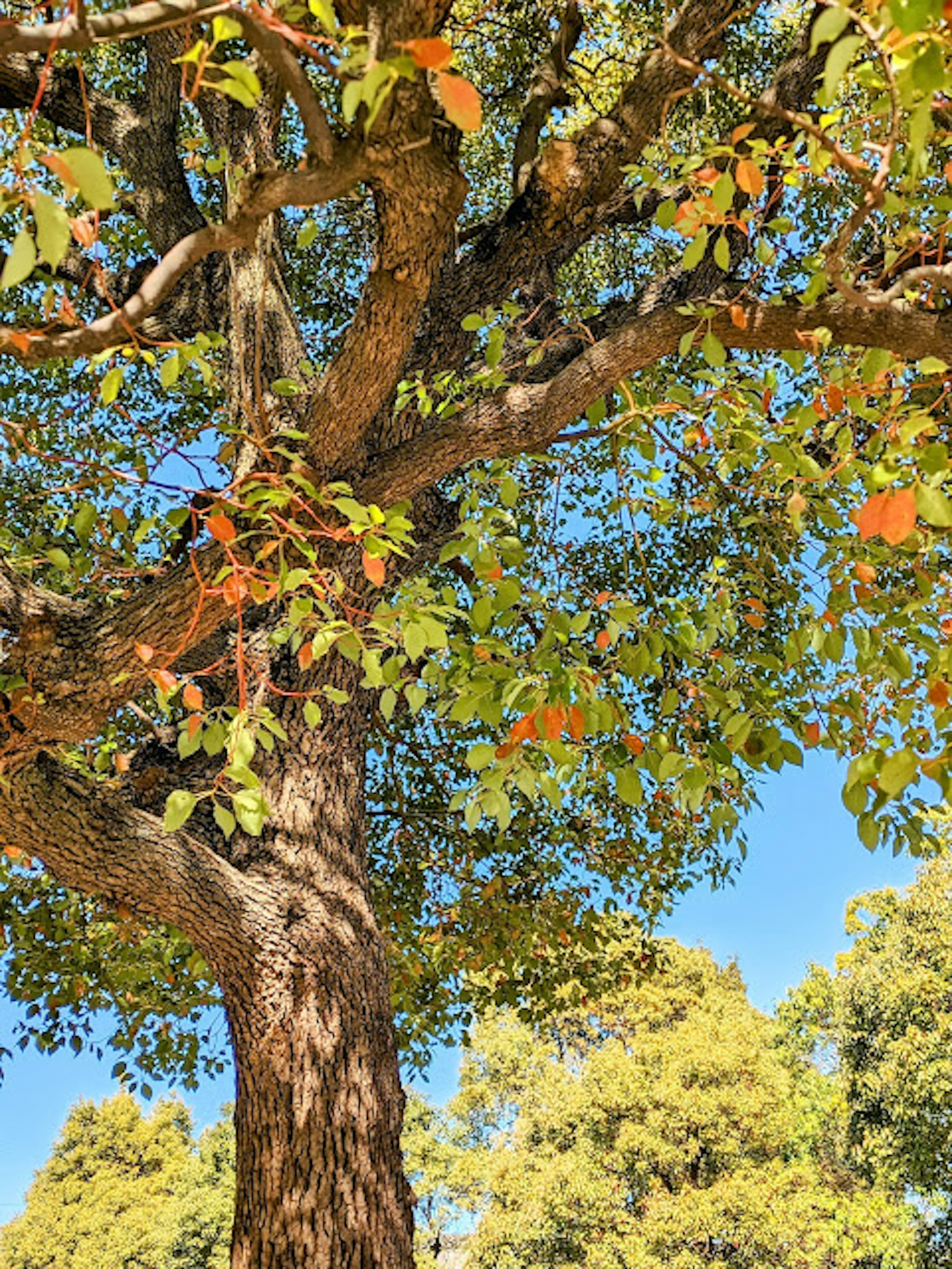 Branches d'un grand arbre avec des feuilles vertes sous un ciel bleu clair