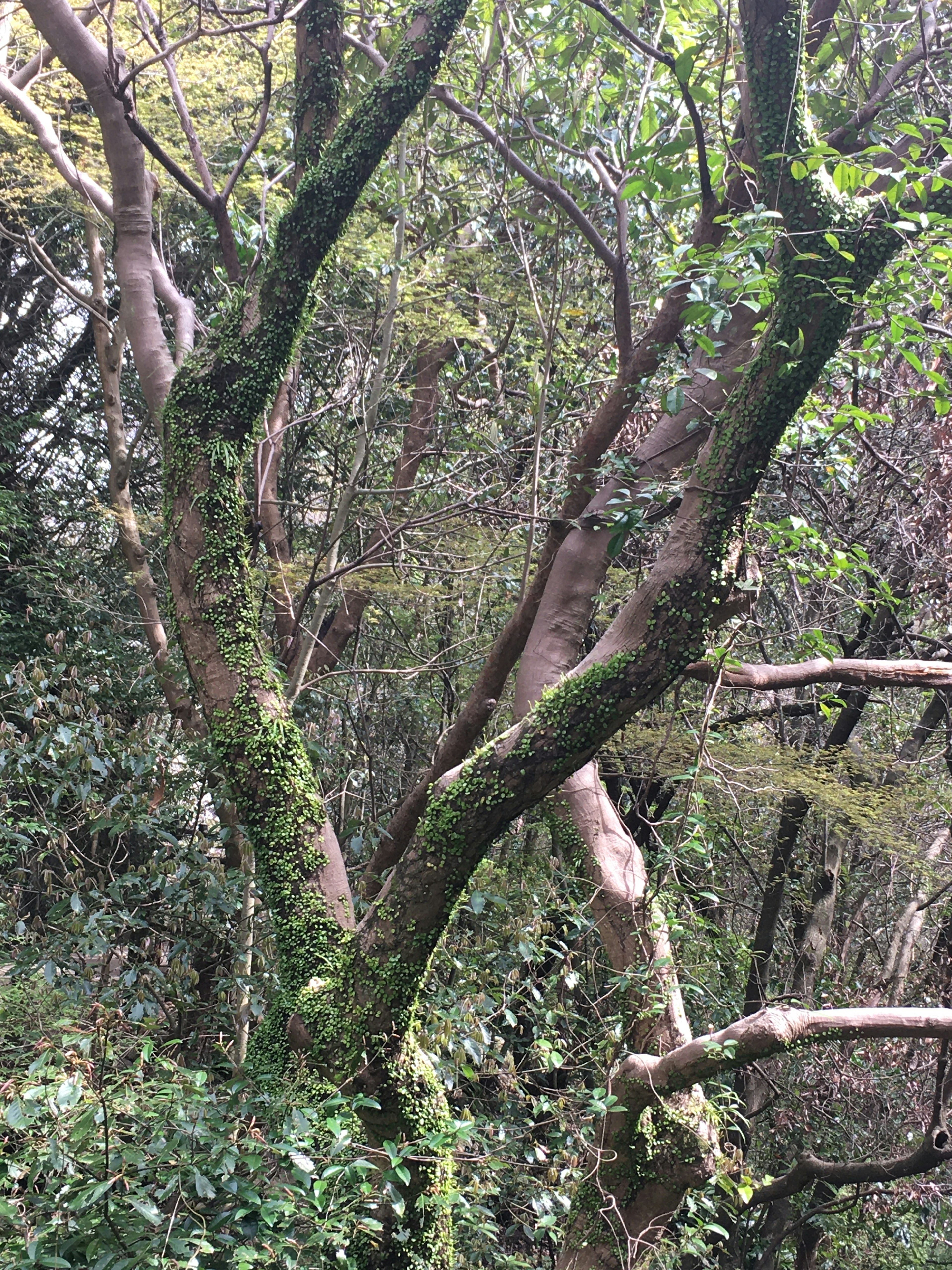 Photo of a tree trunk and branches covered in green moss