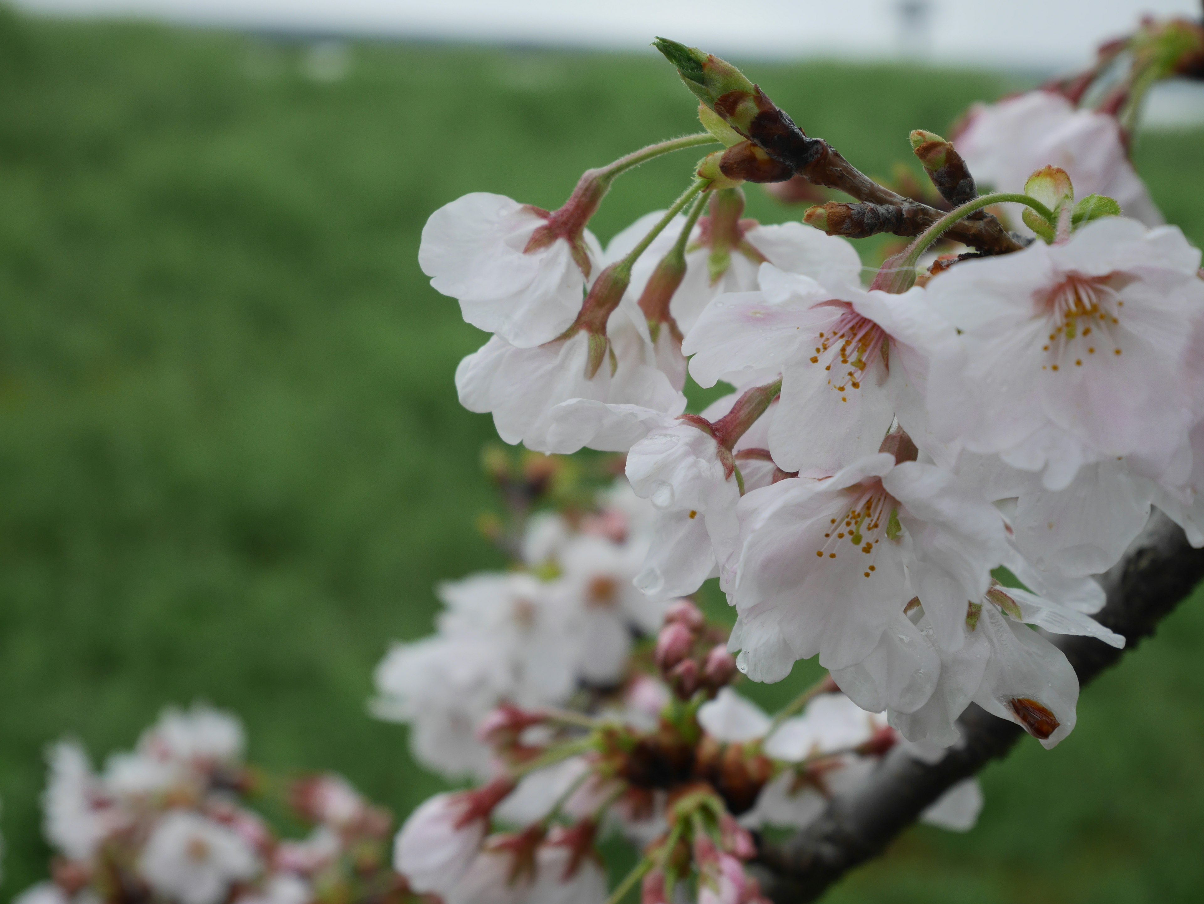 Nahaufnahme von Kirschblüten an einem Ast