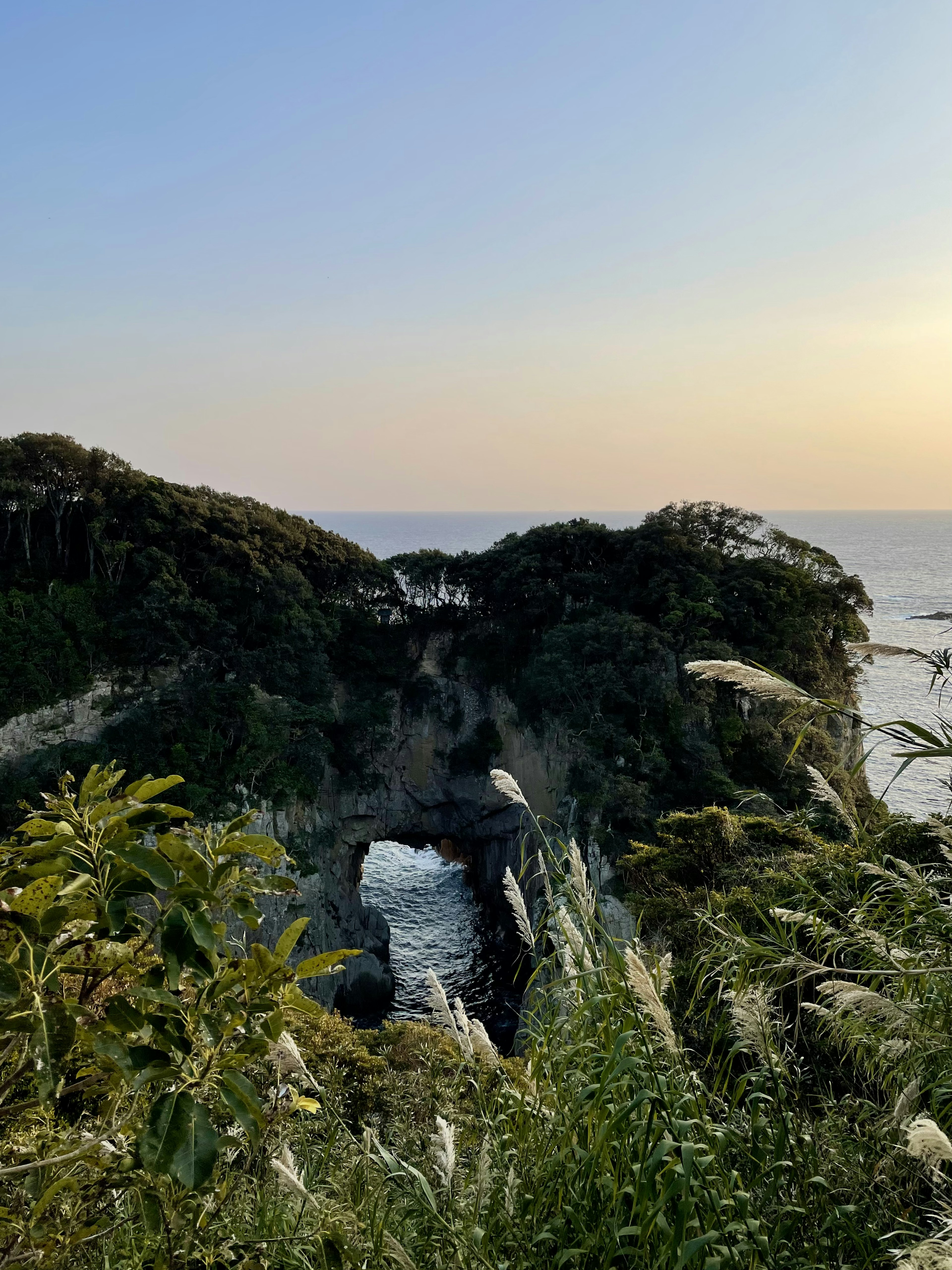 海の近くの草が生い茂る崖と夕日