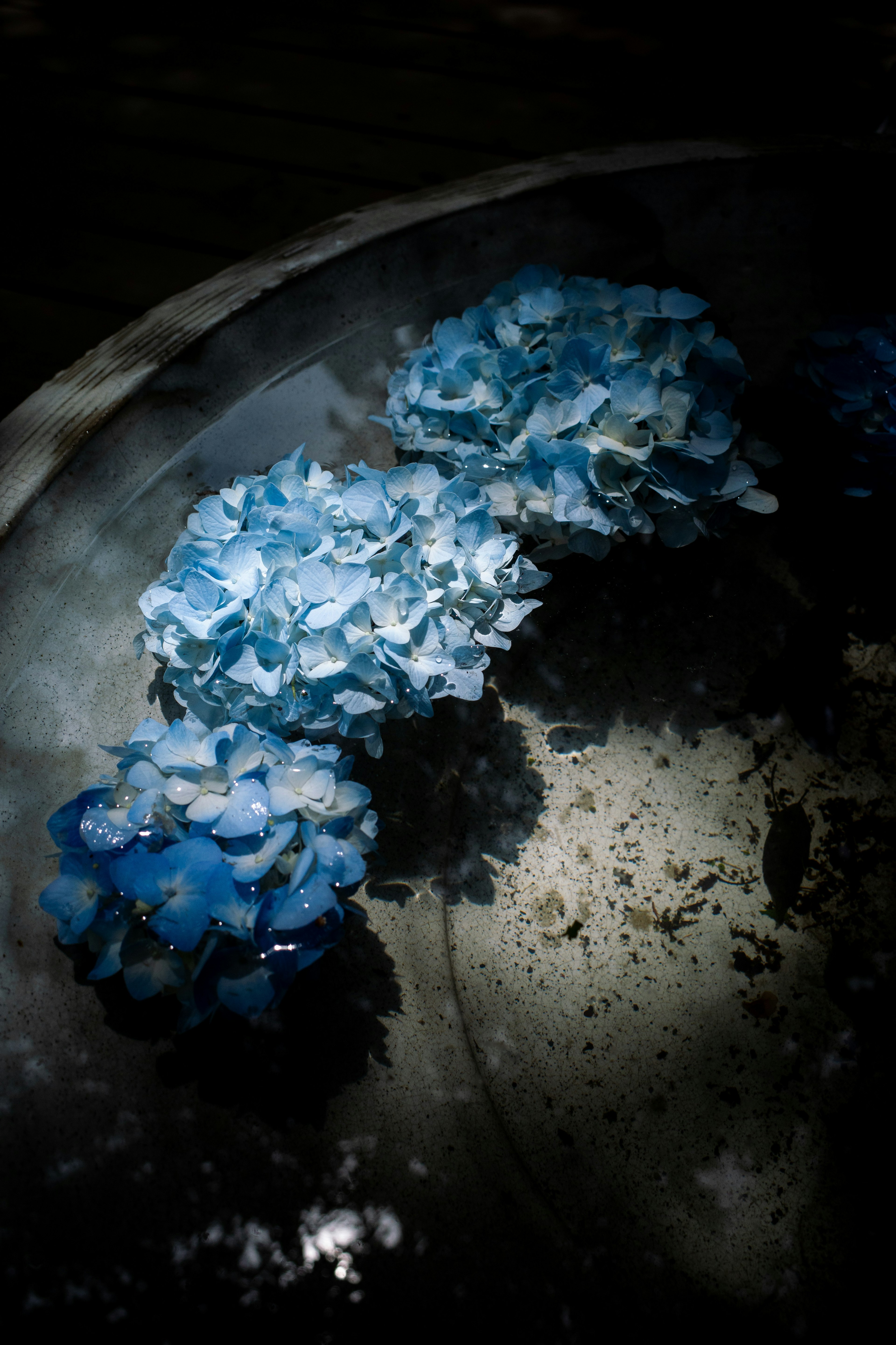 Un groupe de fleurs d'hortensia bleu flottant sur l'eau