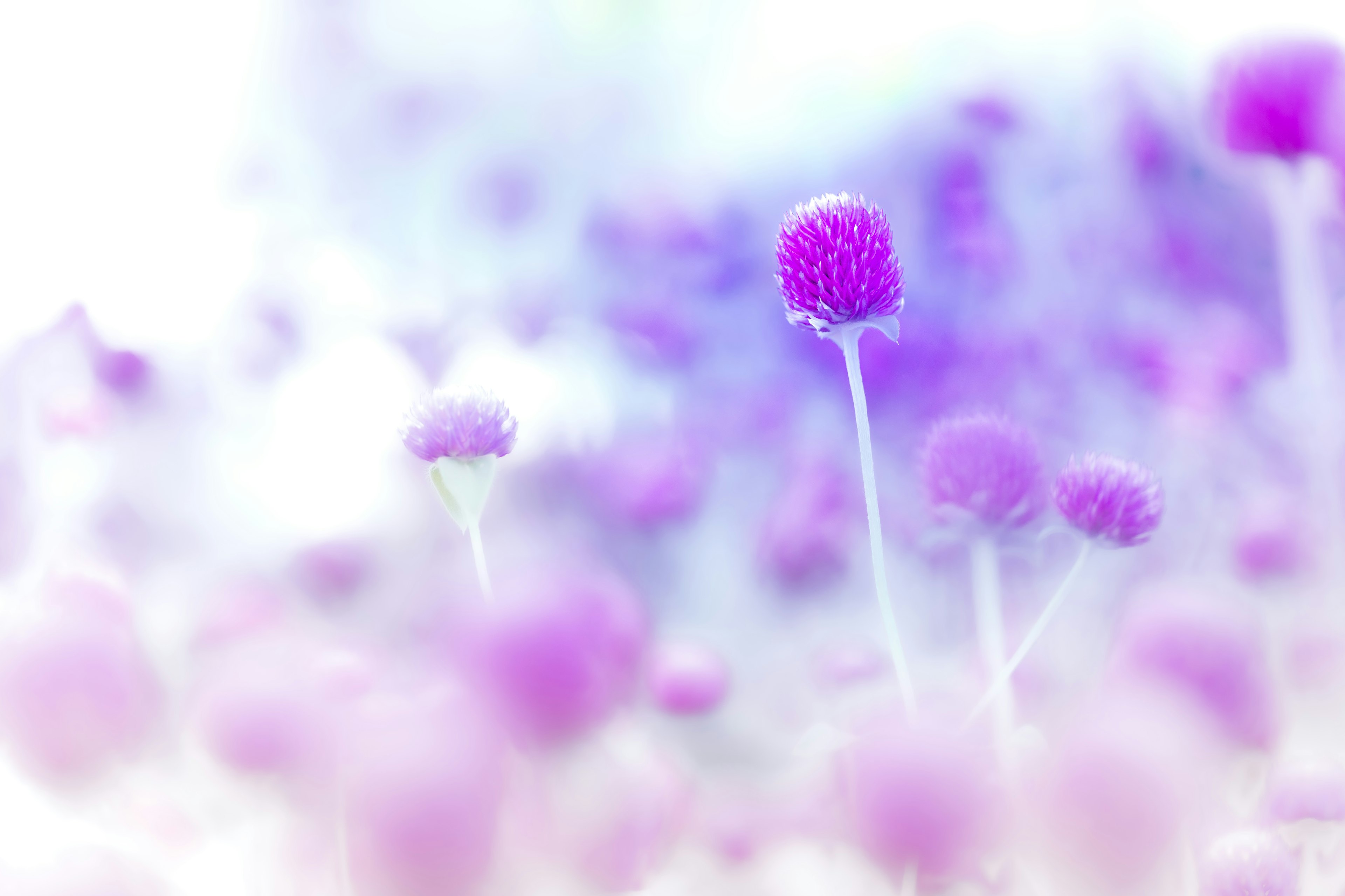 柔焦紫色花朵的夢幻場景