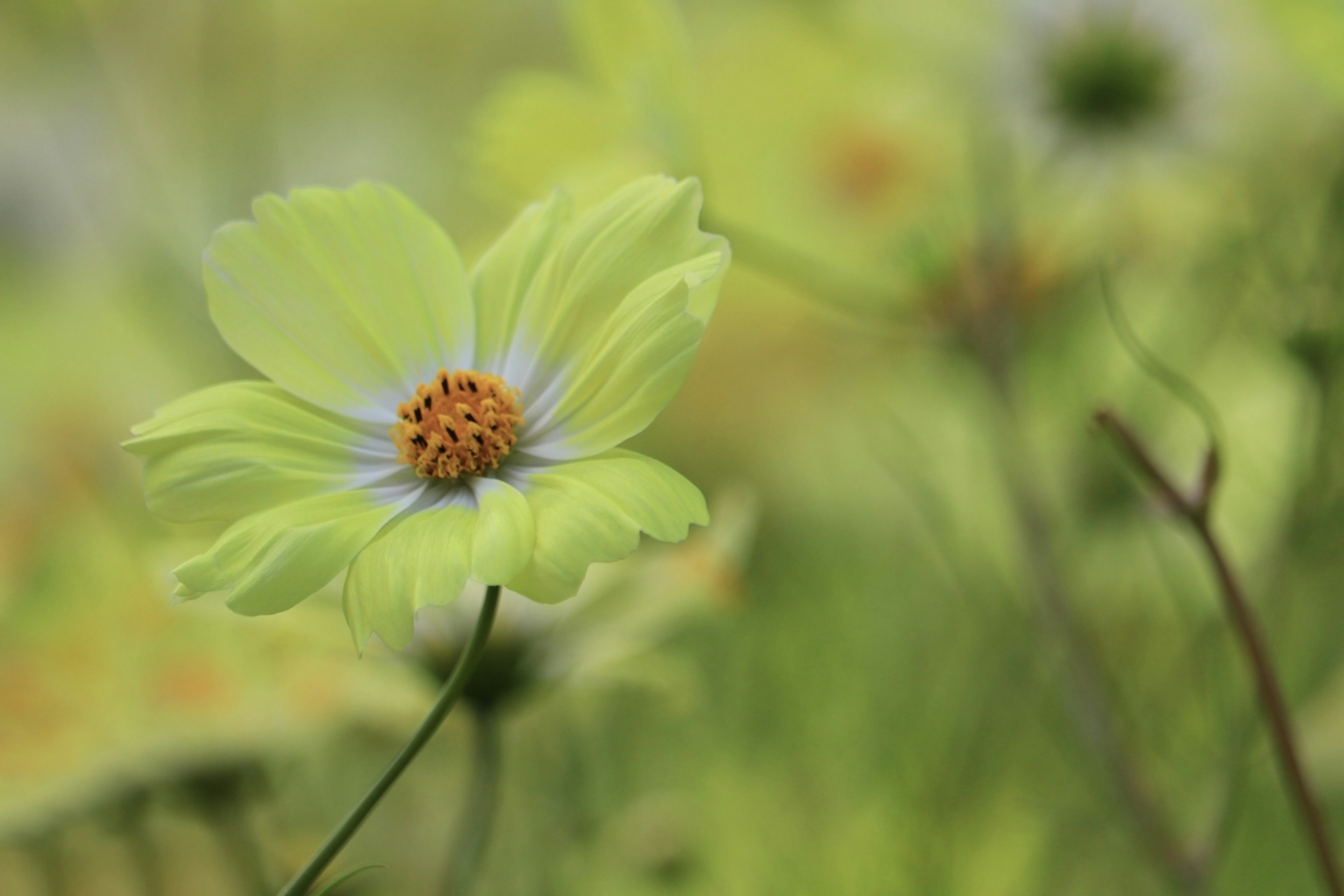 淡い黄色の花が背景の緑に映える