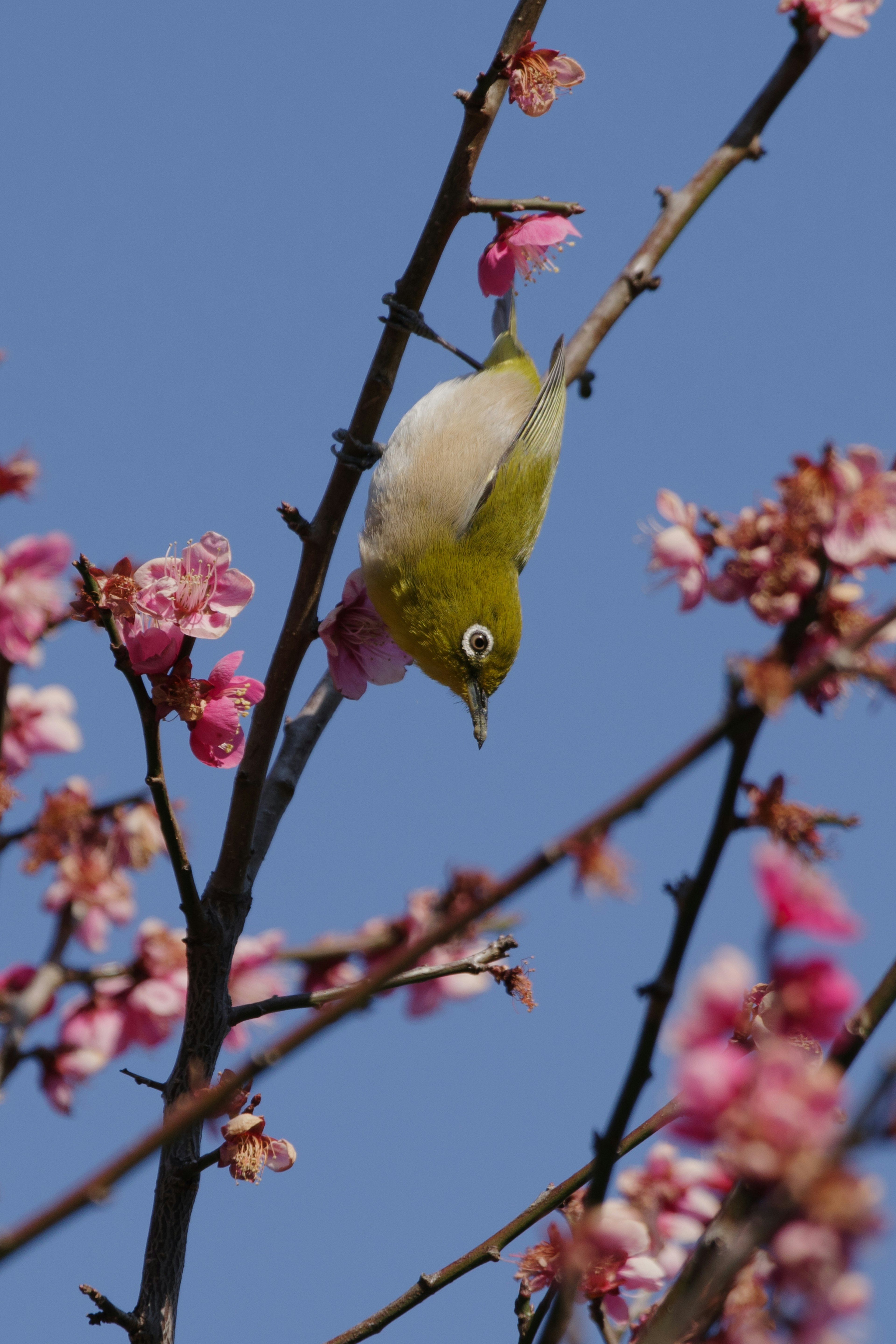 Ein japanischer Weißaugenvogel, der zwischen Kirschblüten unter blauem Himmel sitzt