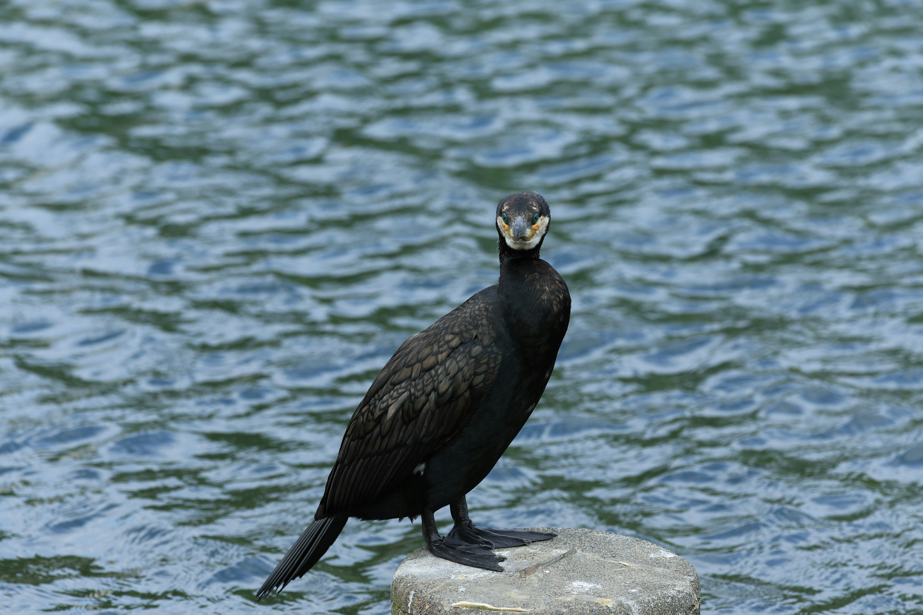 A black cormorant standing on a stone in the water