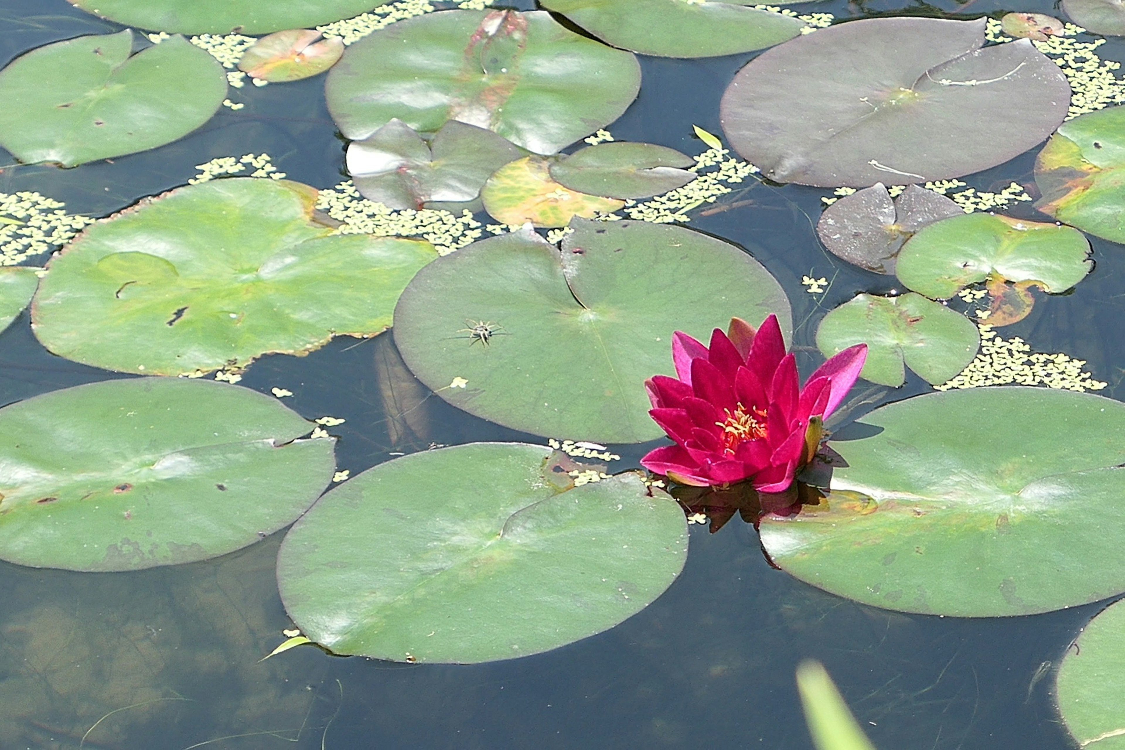 Una vibrante flor de lirio rojo rodeada de hojas verdes en una superficie de agua tranquila