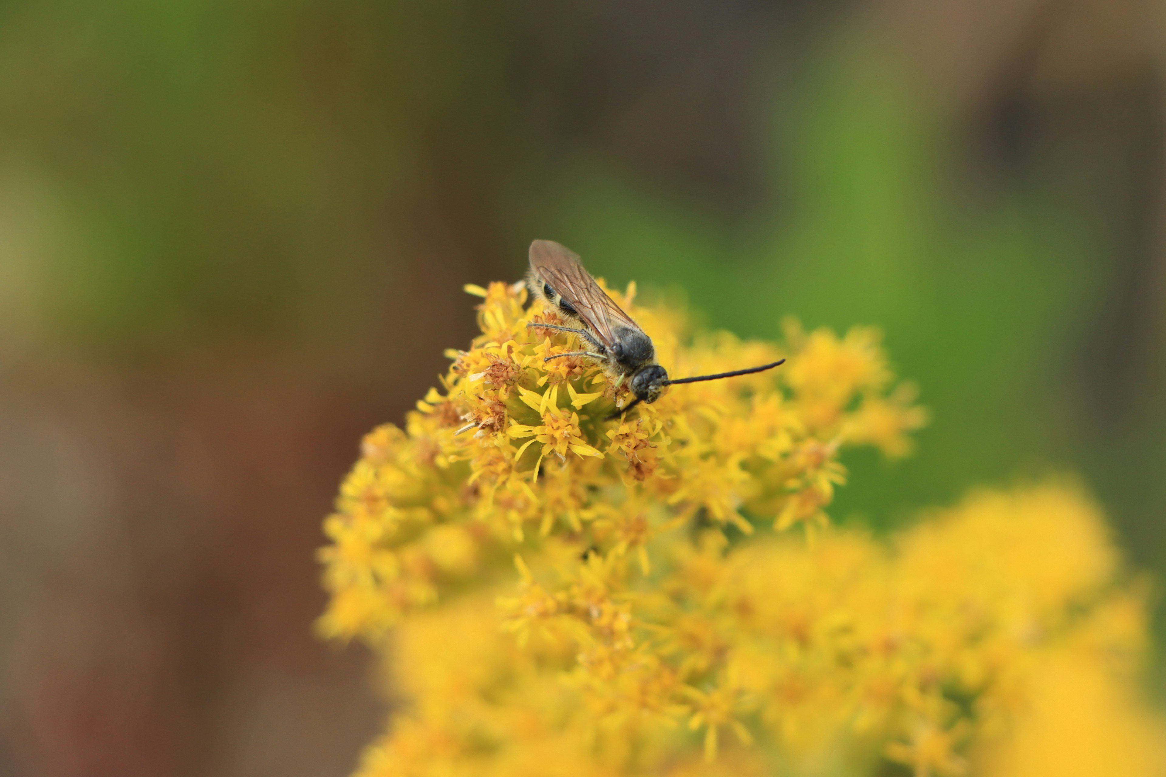 Primo piano di un insetto su fiori gialli