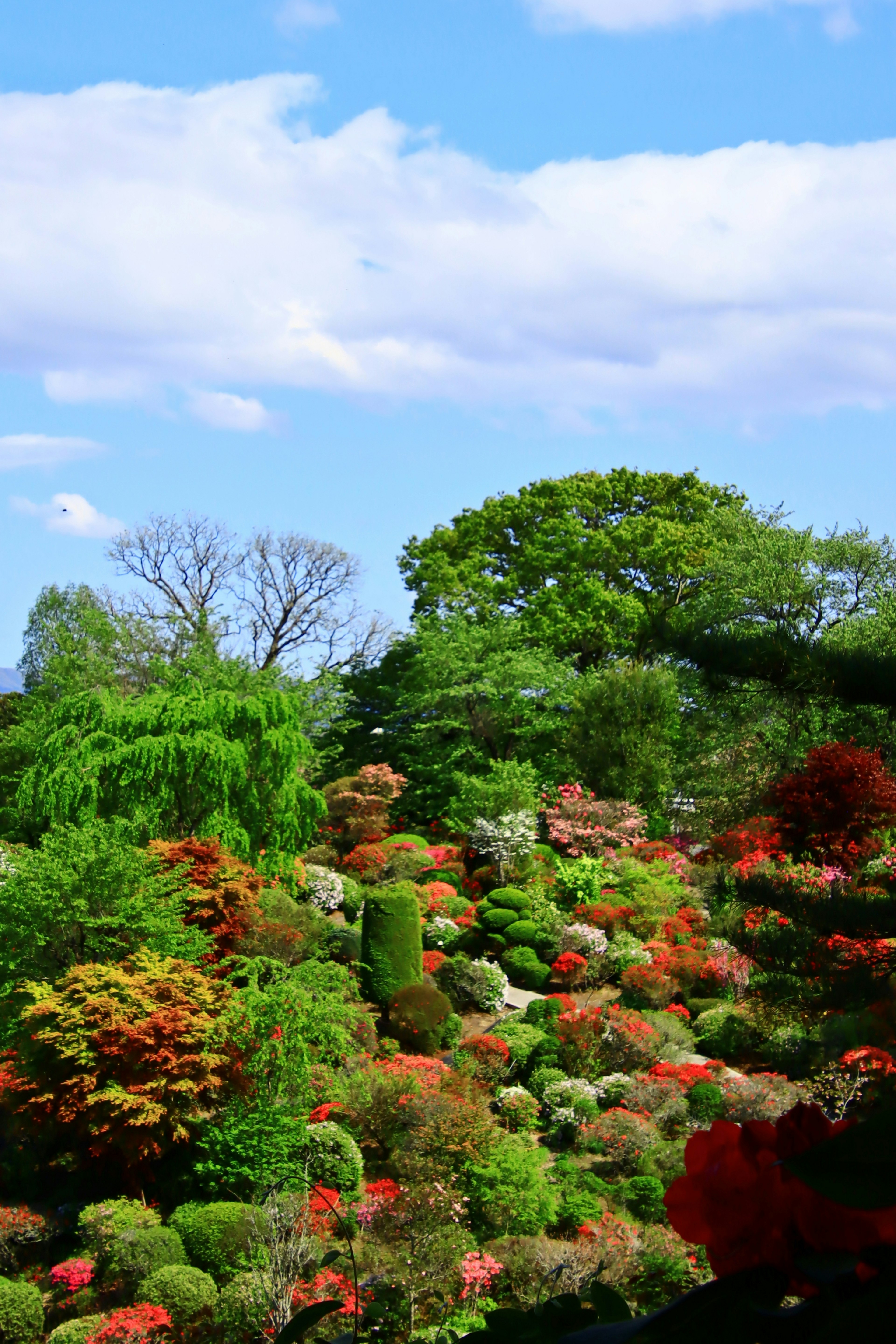 Jardín vibrante con flores coloridas y cielo azul