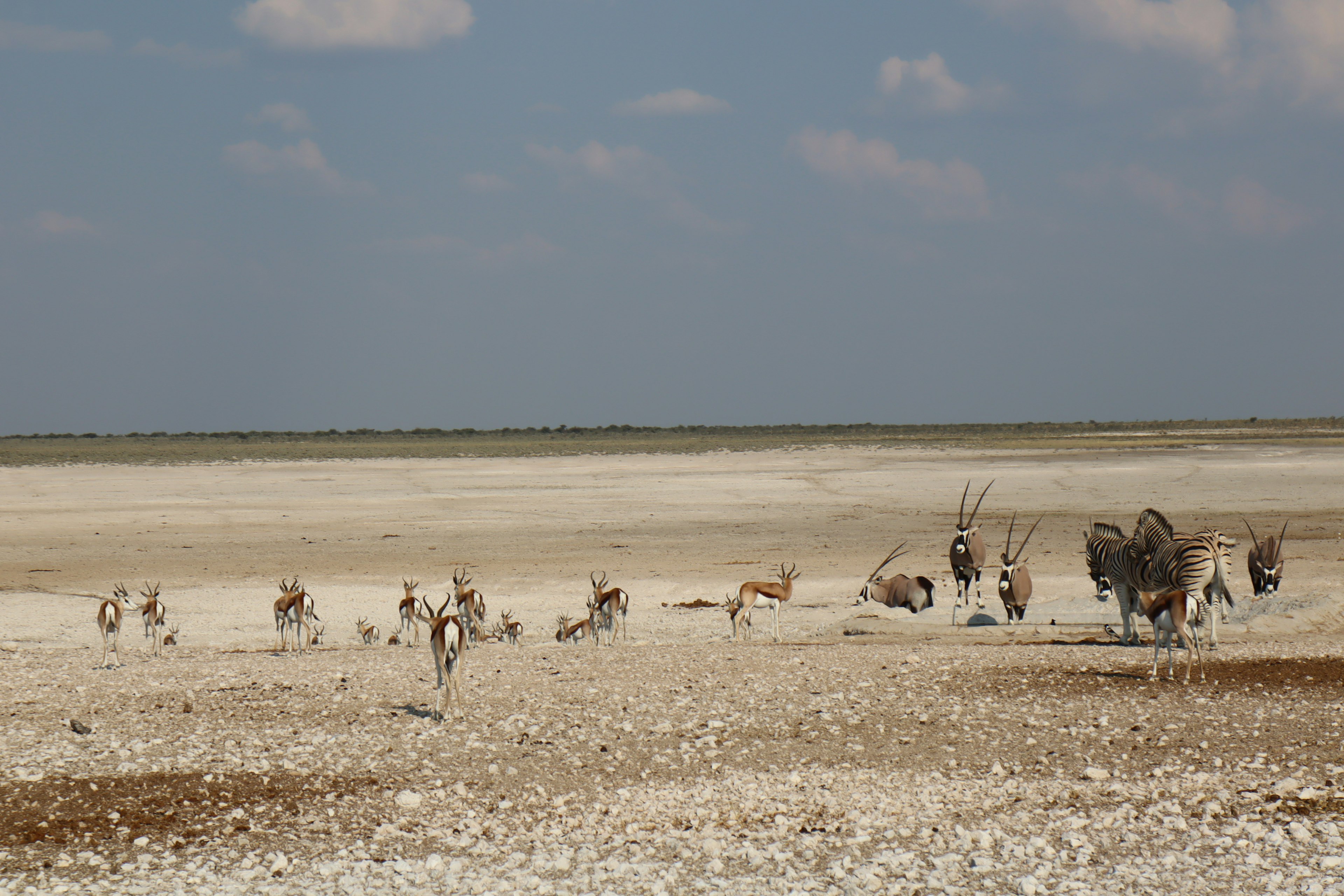 A dry plain with a herd of herbivores grazing