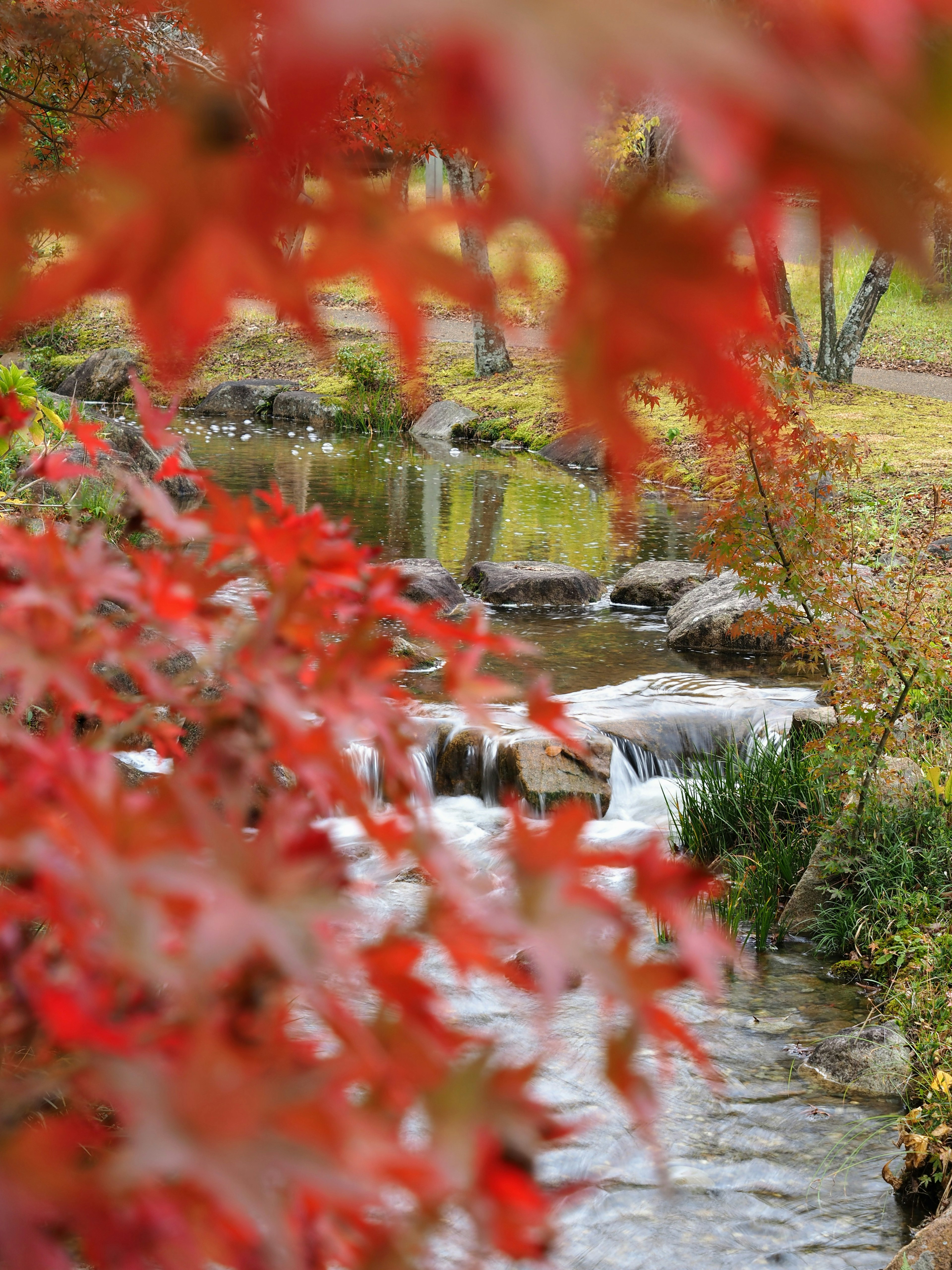 Vue pittoresque d'un ruisseau entouré de feuilles rouges