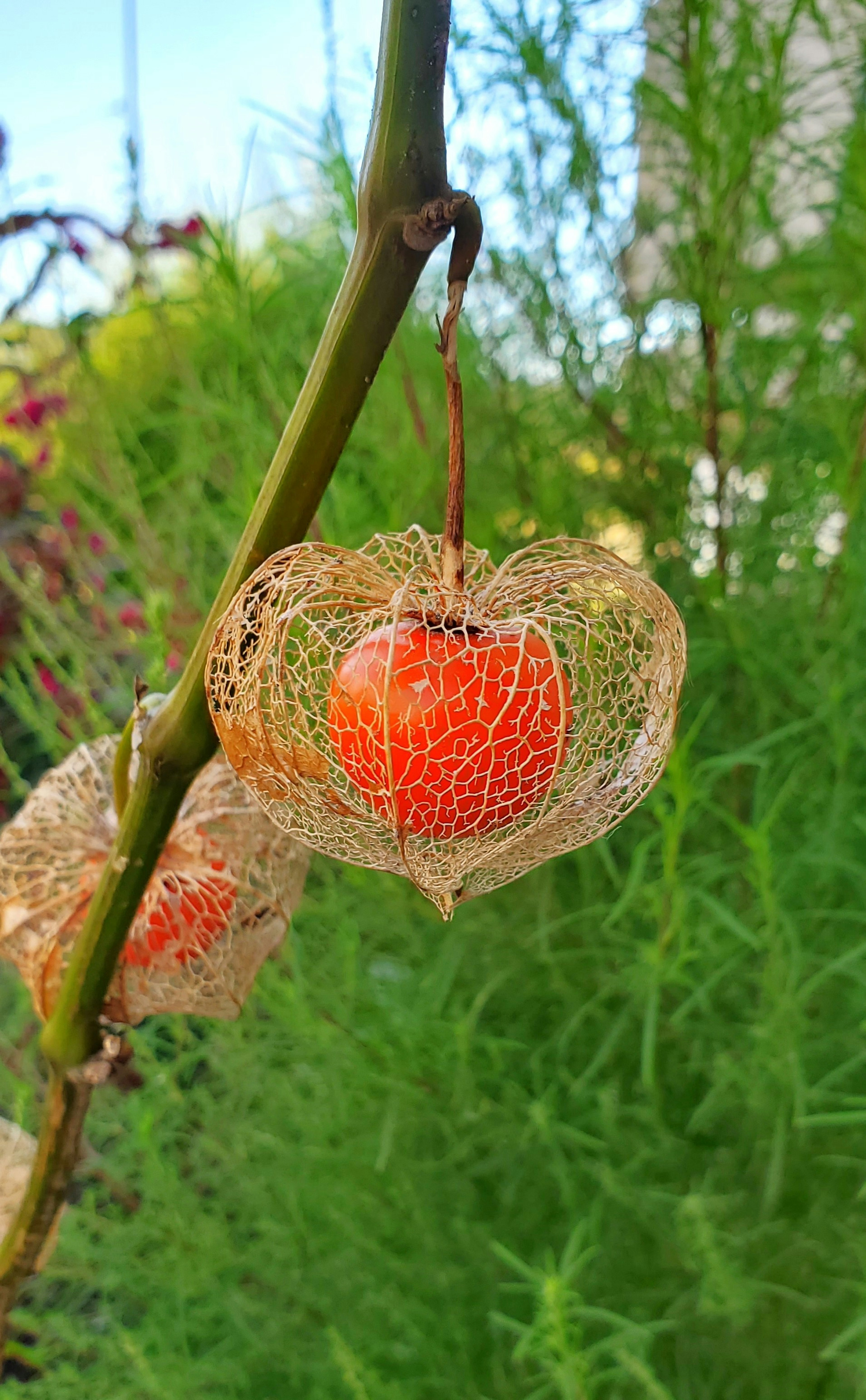 Foto tanaman dengan selubung halus seperti renda yang mengelilingi buah oranye