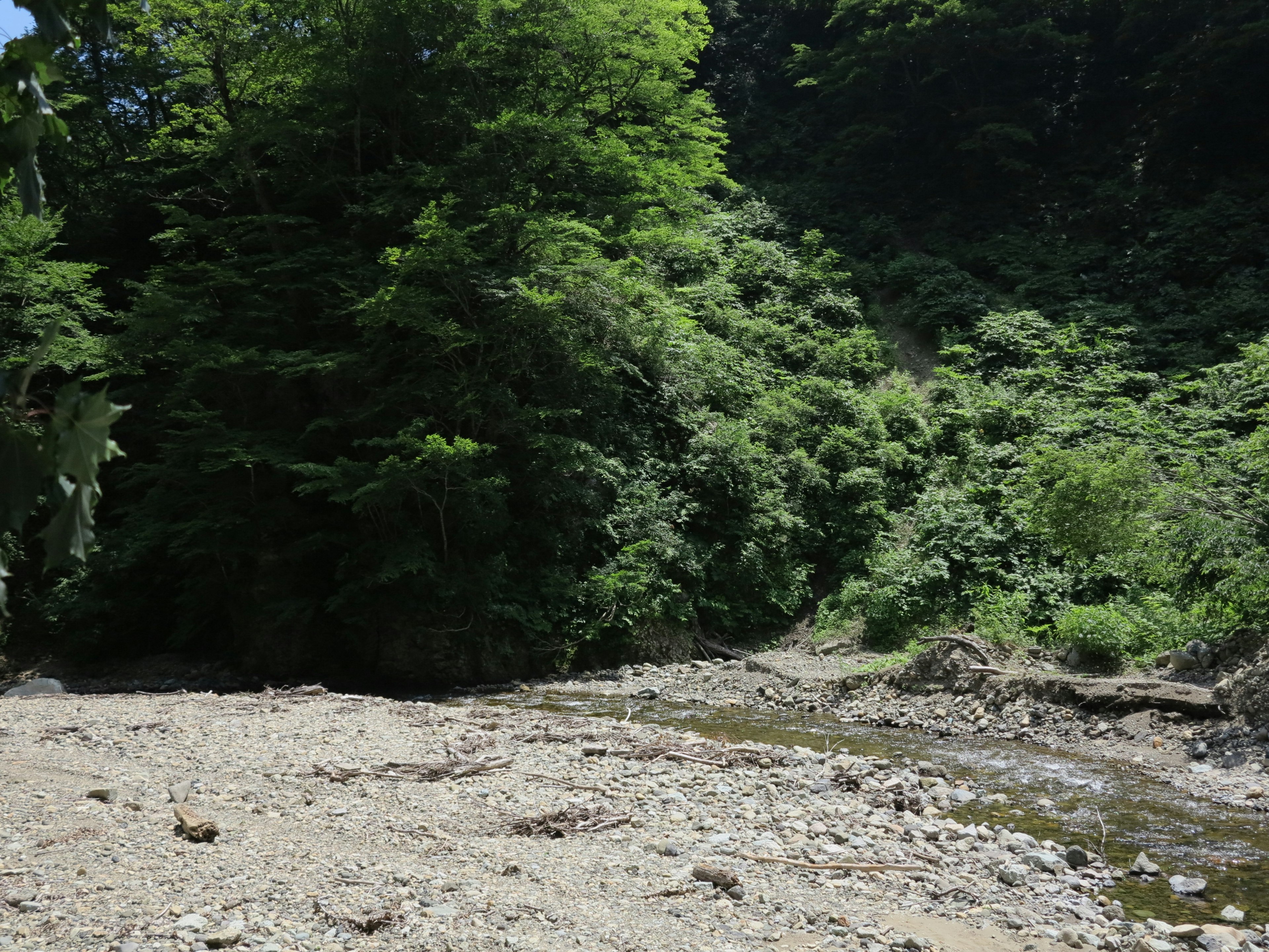 Dry riverbed surrounded by lush green trees