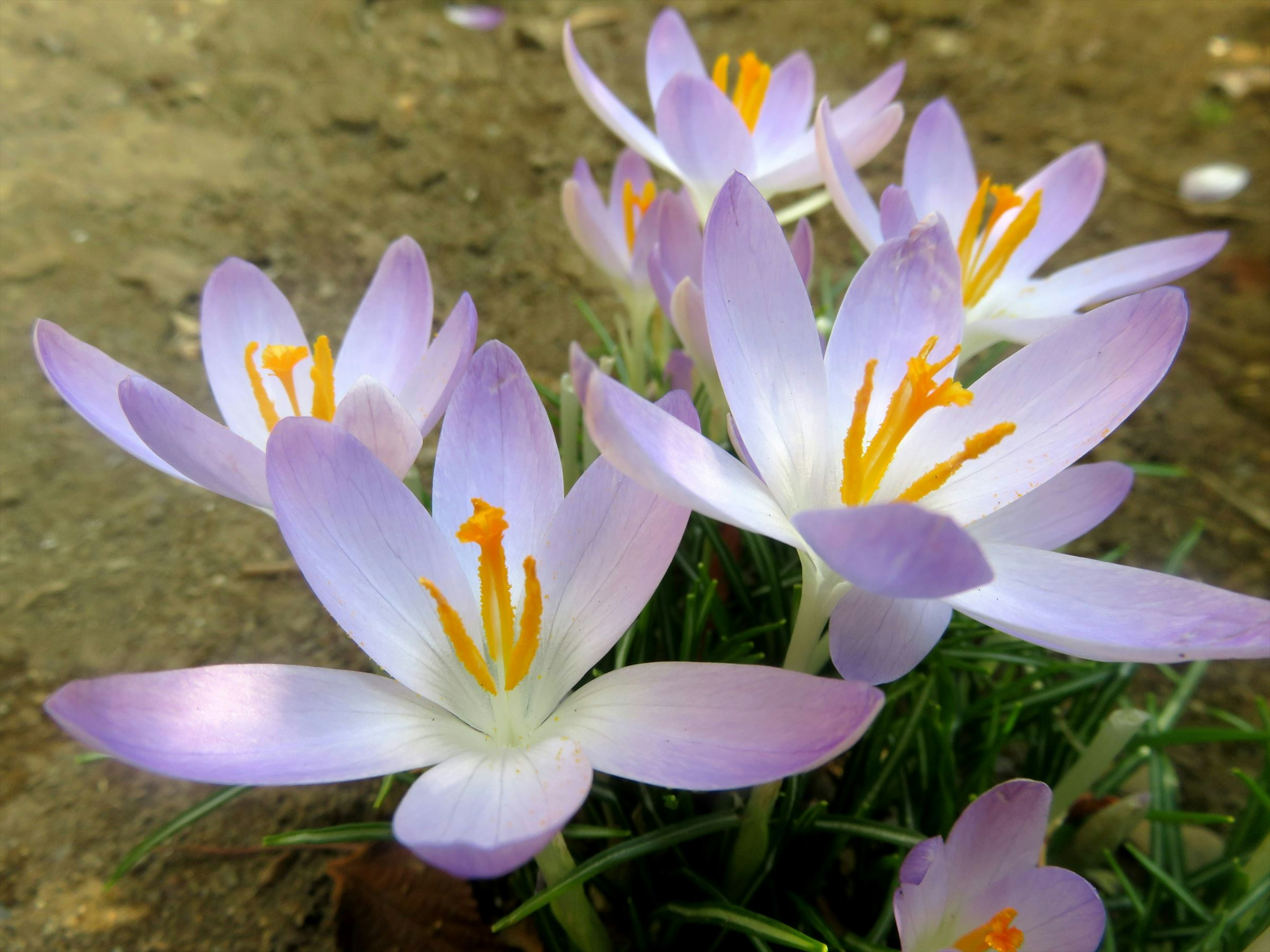 Bunga crocus dengan kelopak ungu muda mekar di taman