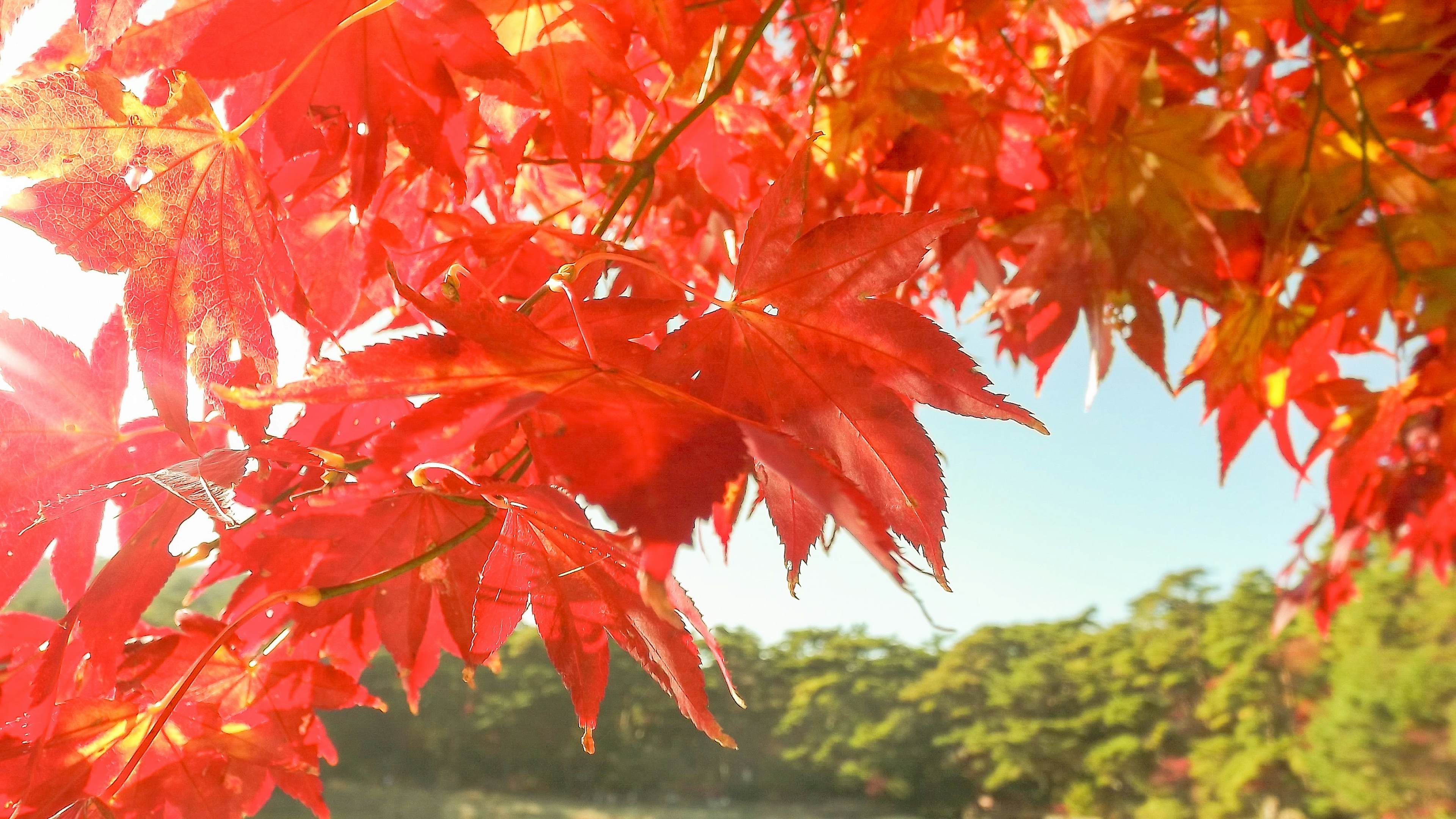 Daun maple merah cerah bersinar di bawah sinar matahari musim gugur