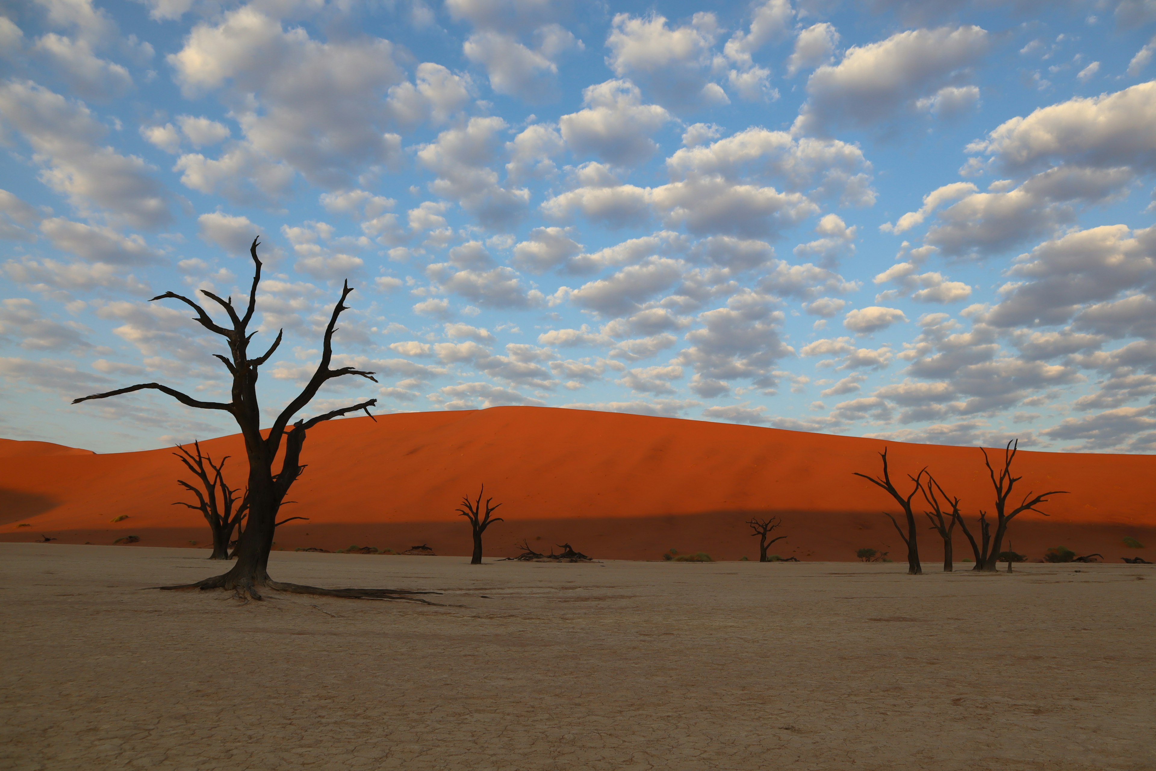 Landschaft mit toten Bäumen und orangefarbenen Sanddünen im Hintergrund