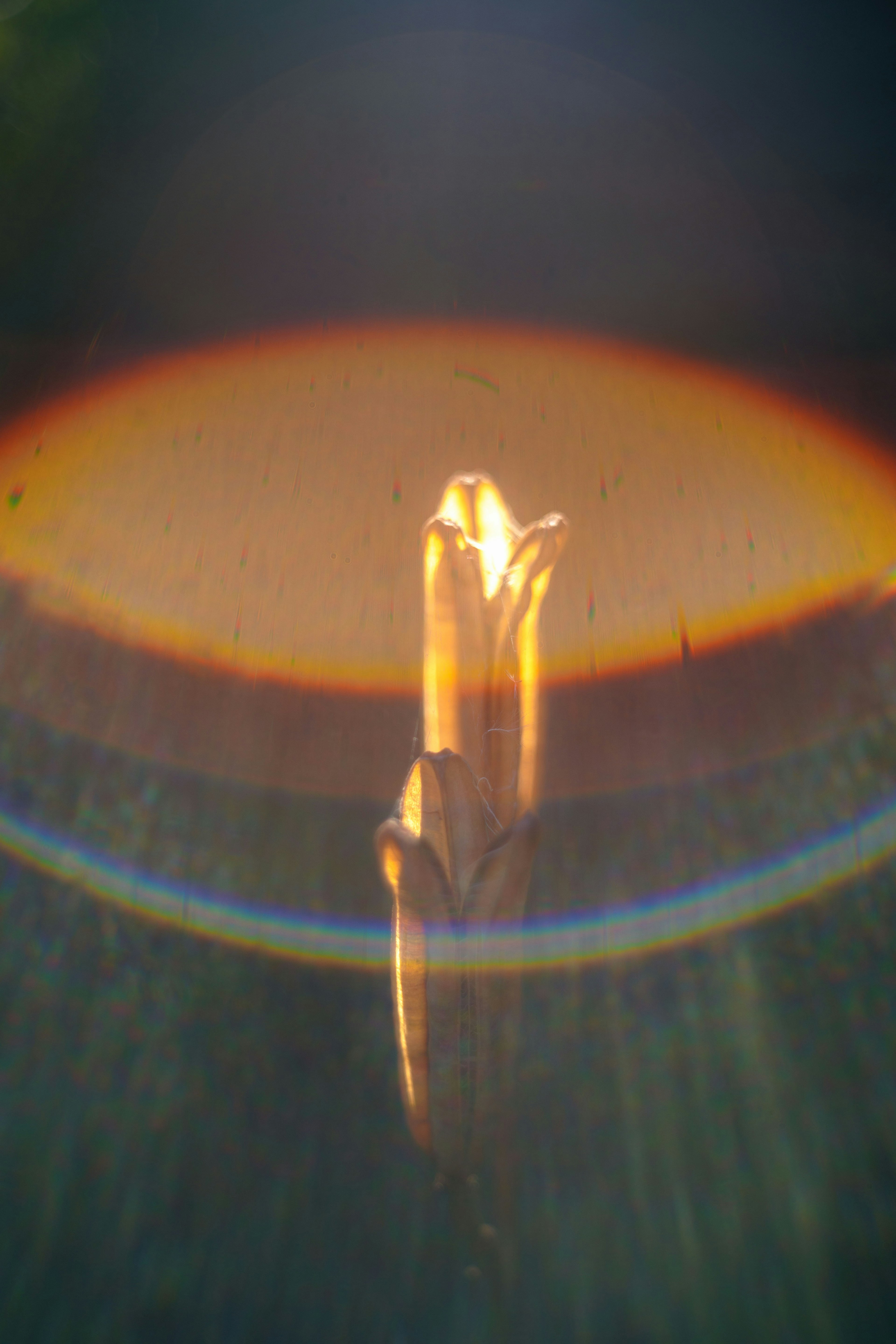 Un objeto con forma de flor iluminado por la luz con un halo de arco iris