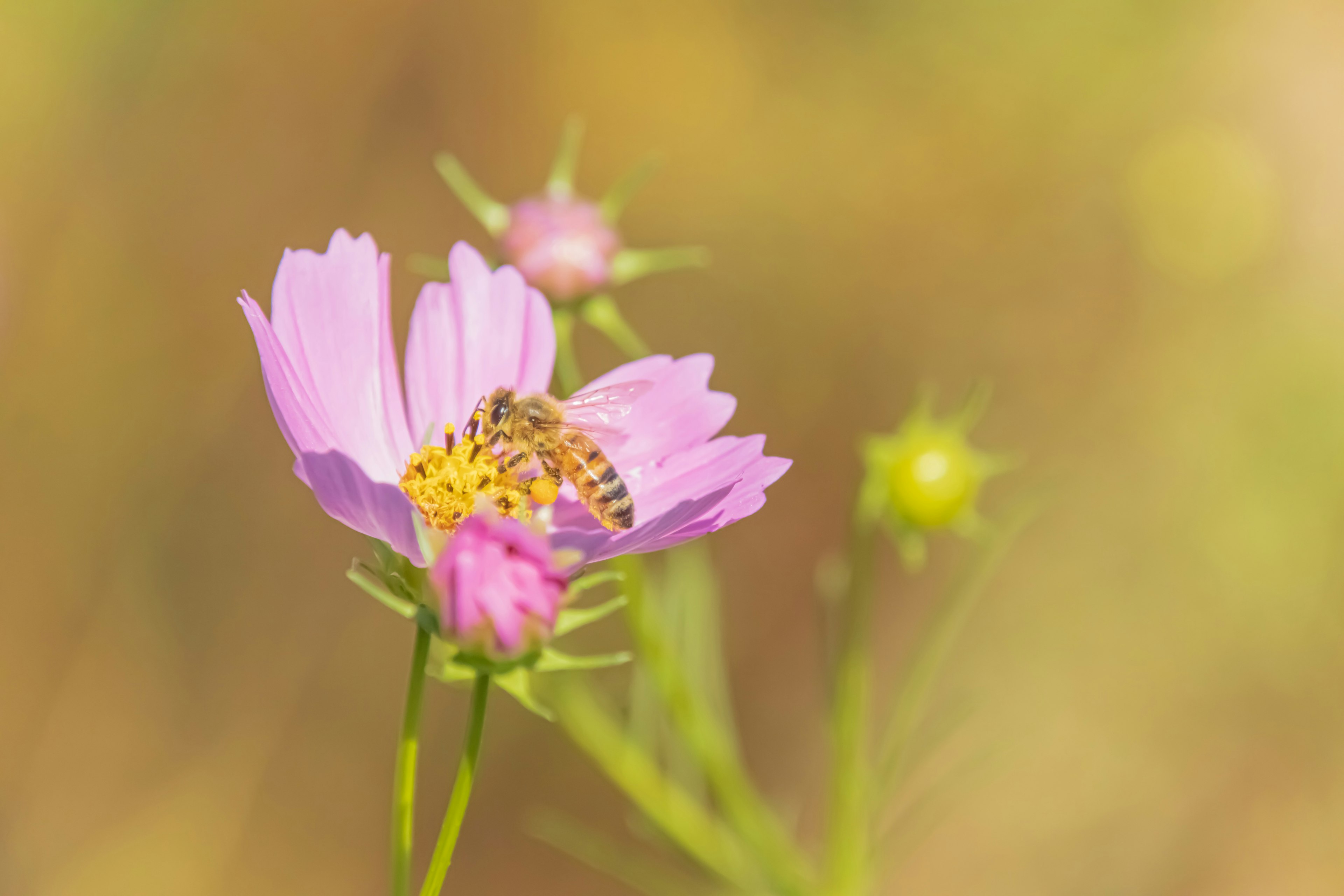 Close-up of a pink flower with a butterfly resting on it