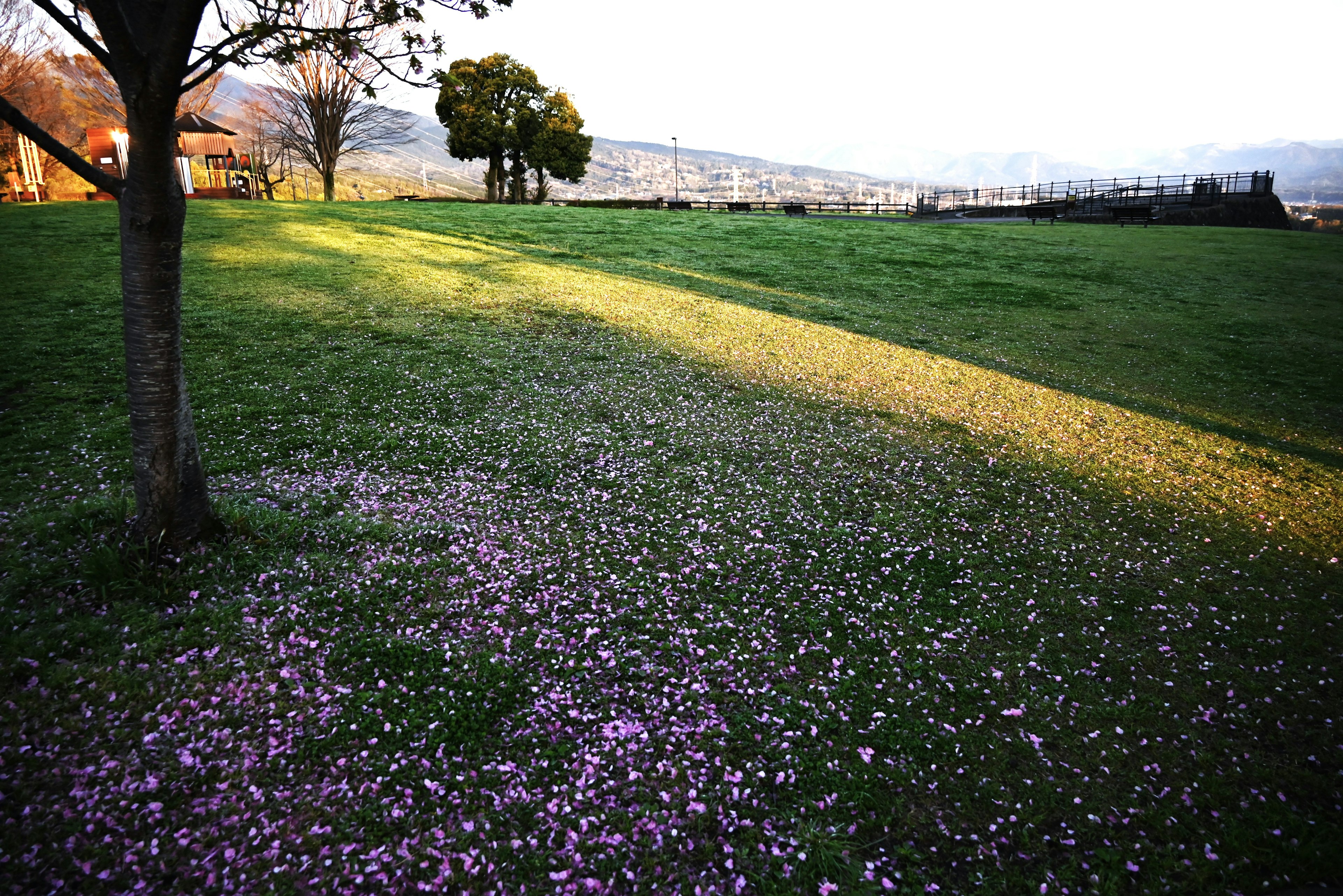 芝生に落ちた桜の花びらと木の陰