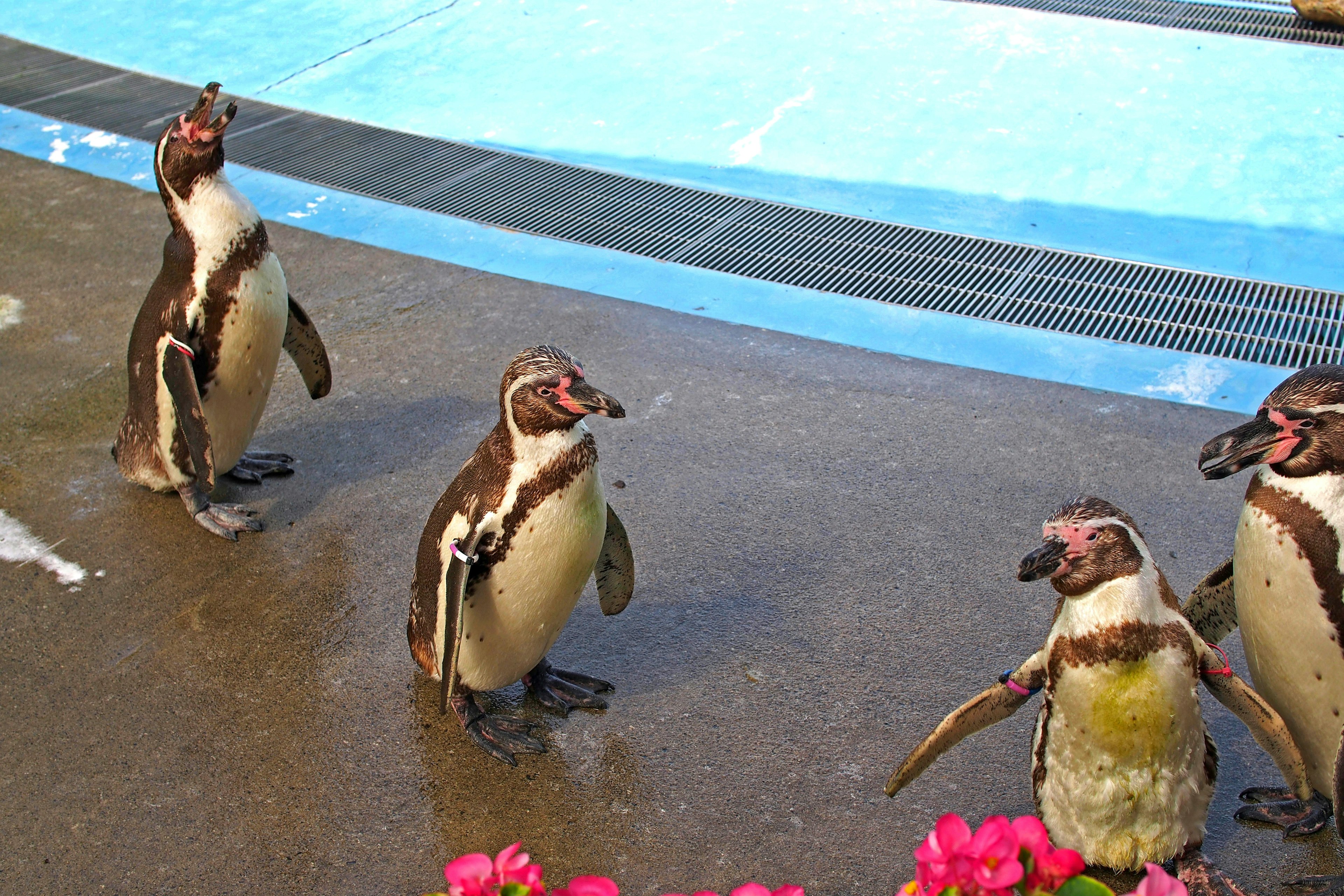 Penguins standing near a pool with colorful flowers