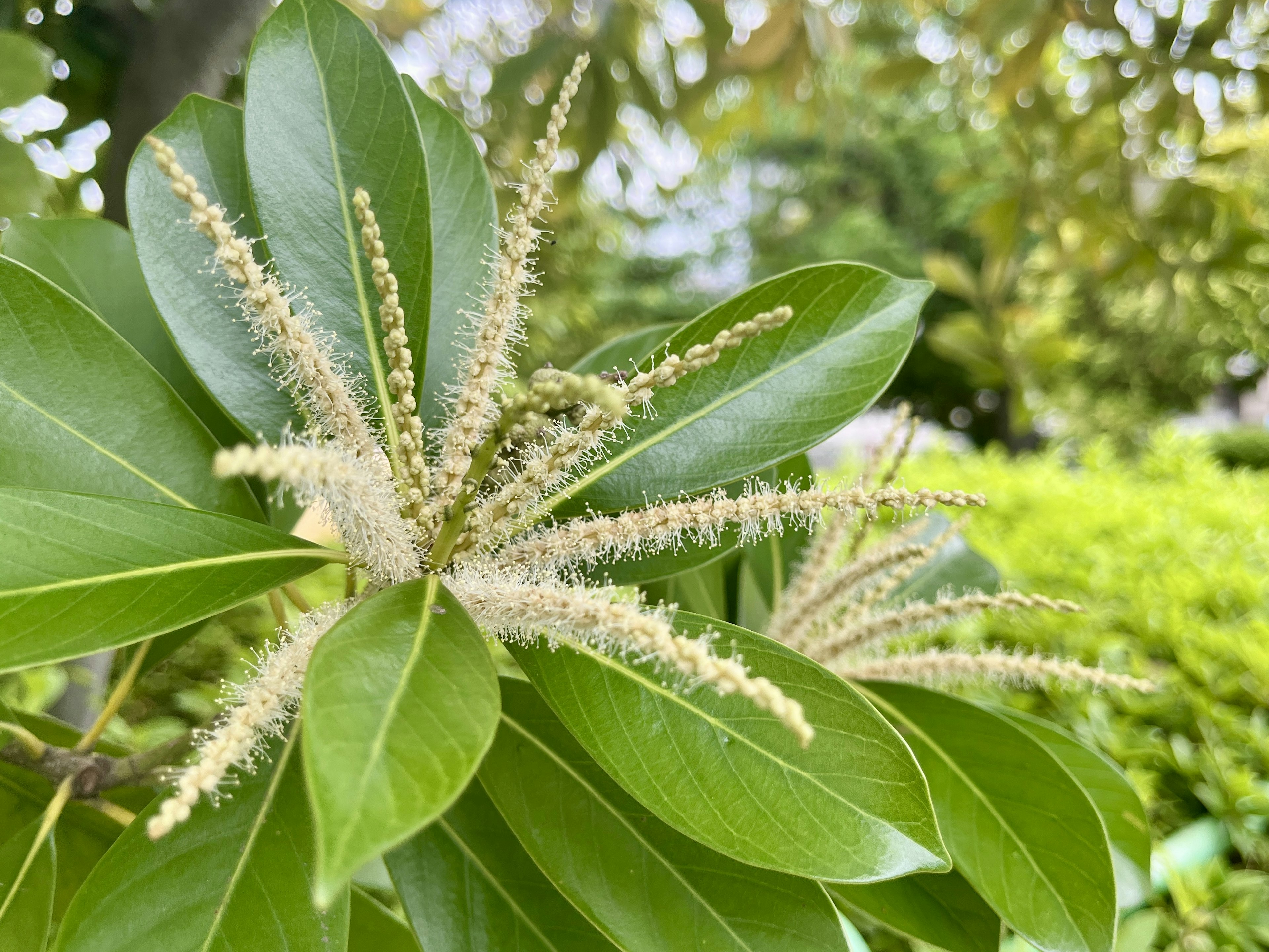 緑の葉と花穂を持つ植物のクローズアップ