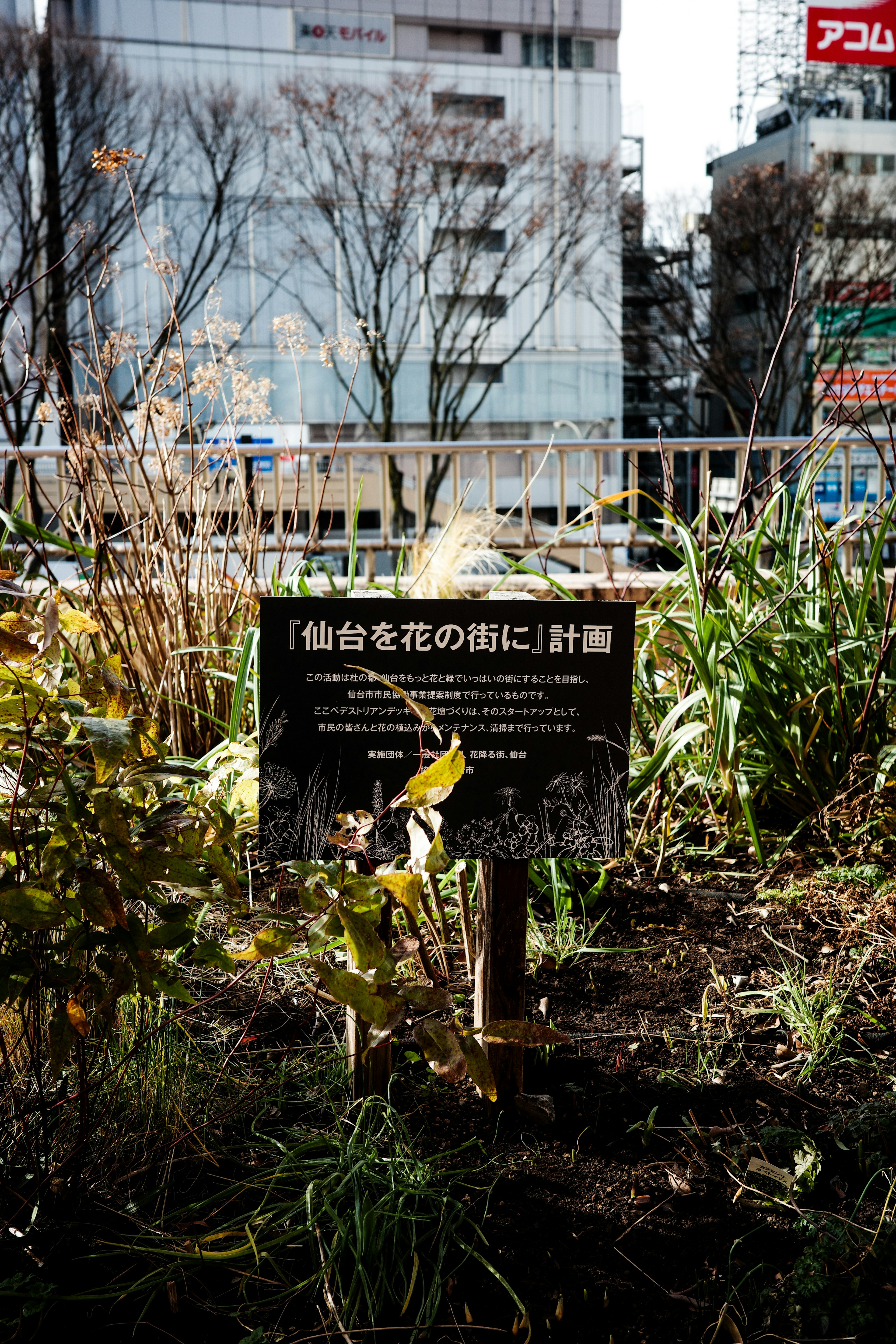 仙台花の開花に関する説明板がある庭の風景