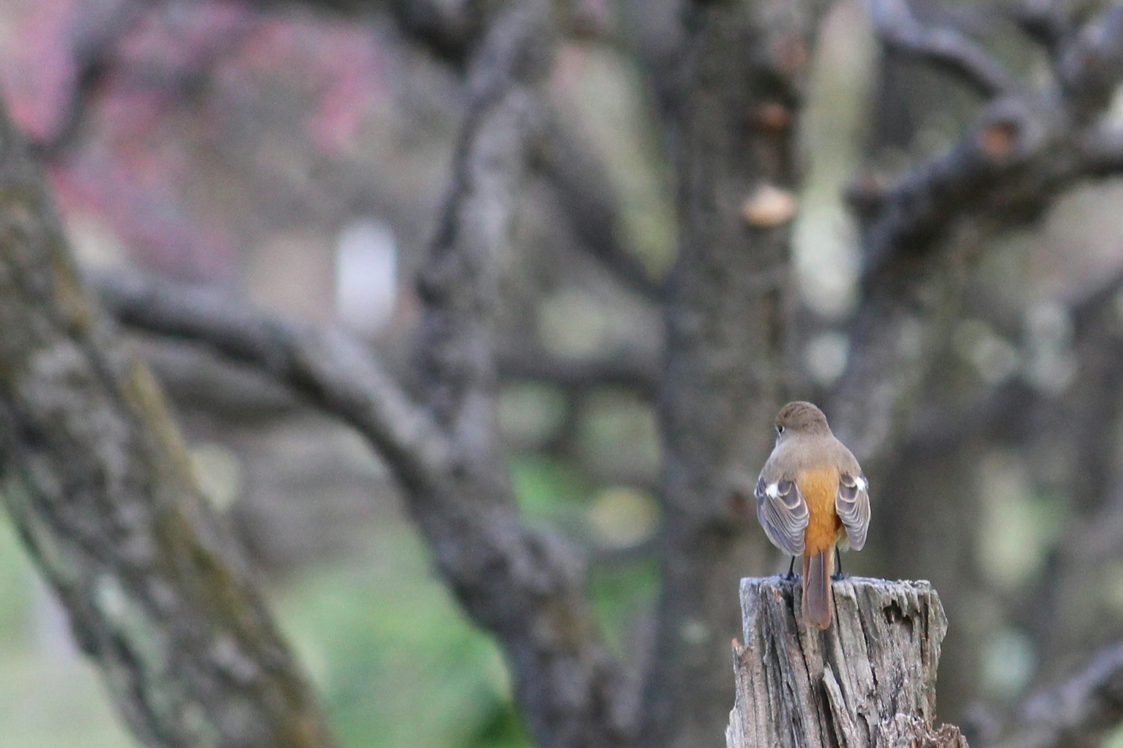 Un pequeño pájaro posado en una rama con árboles borrosos de fondo