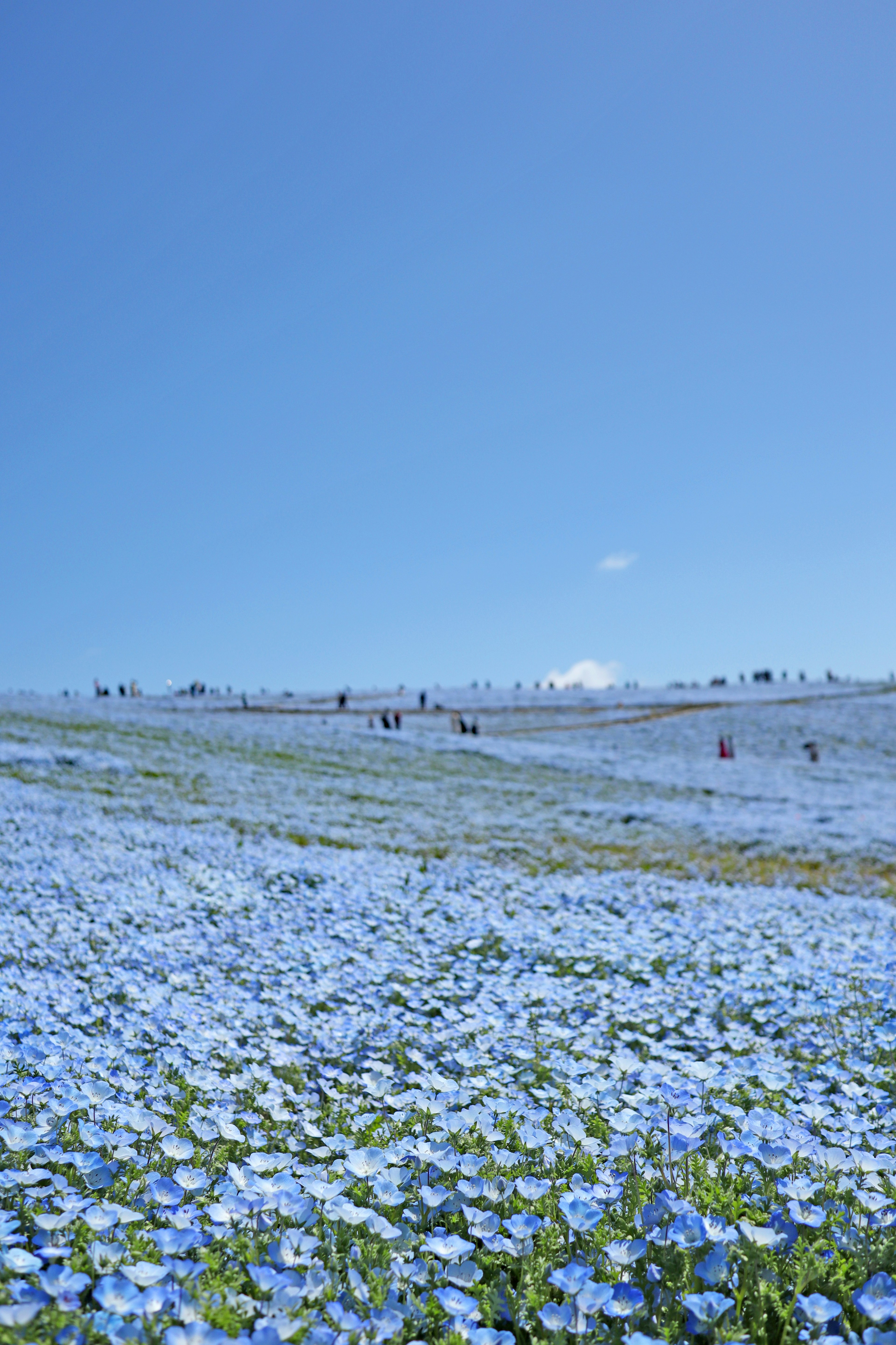 Amplio campo de flores azules bajo un cielo azul claro