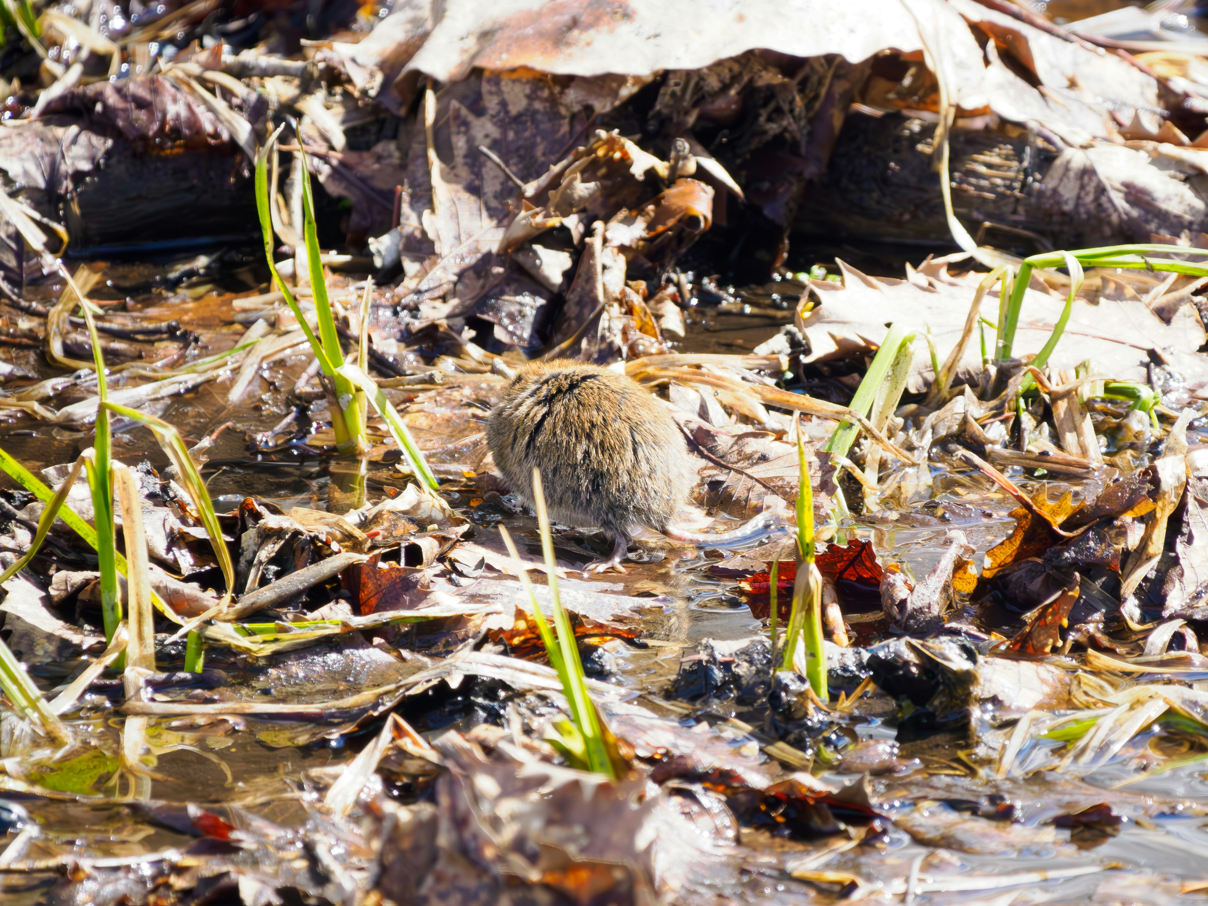 Un petit animal entouré d'herbe et de feuilles mortes dans un marais