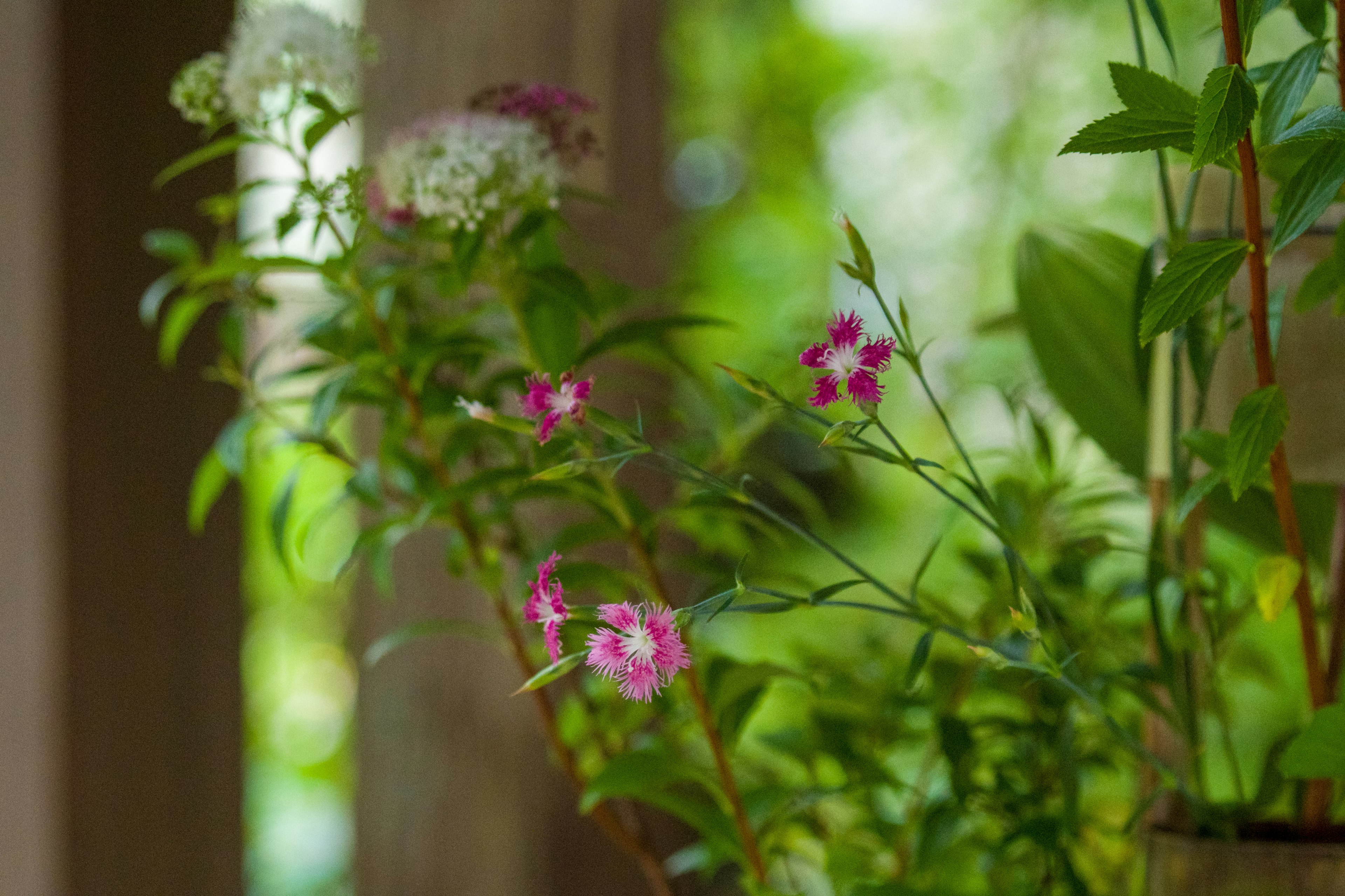 Fiori rosa e bianchi con fogliame verde in uno sfondo sereno