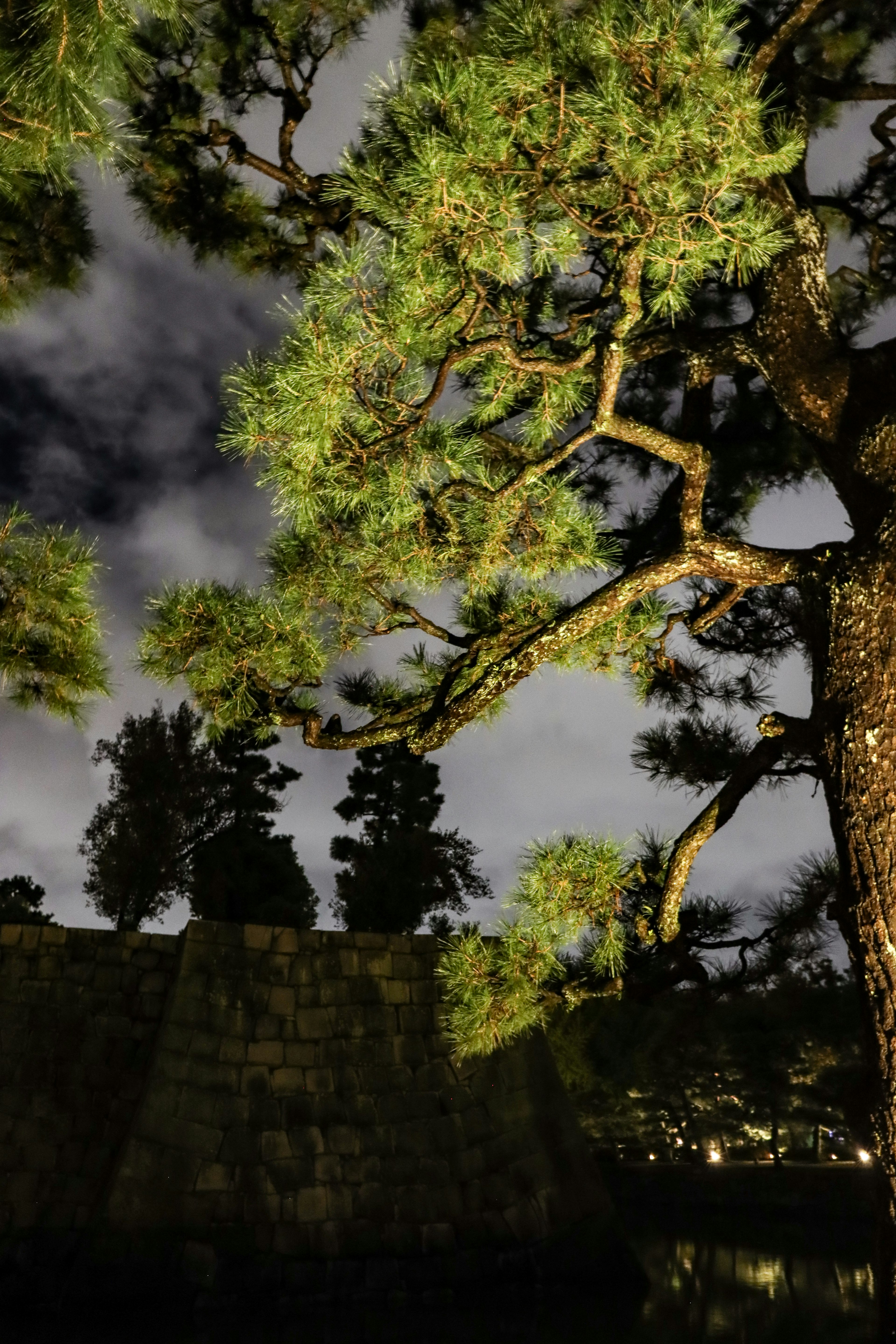 Pine tree illuminated under the night sky with stone wall in background