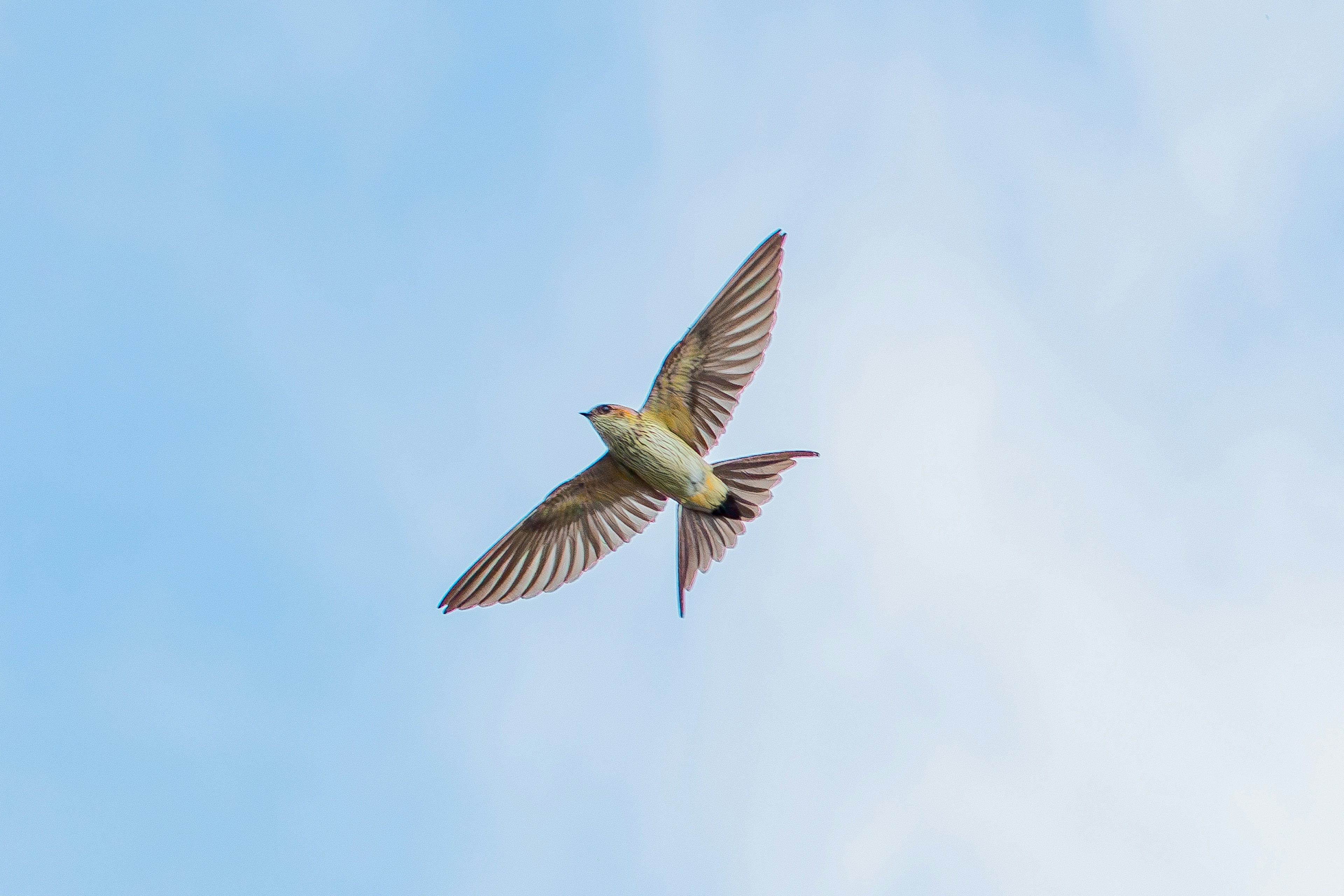 A small bird flying in the sky with a blue background and white clouds